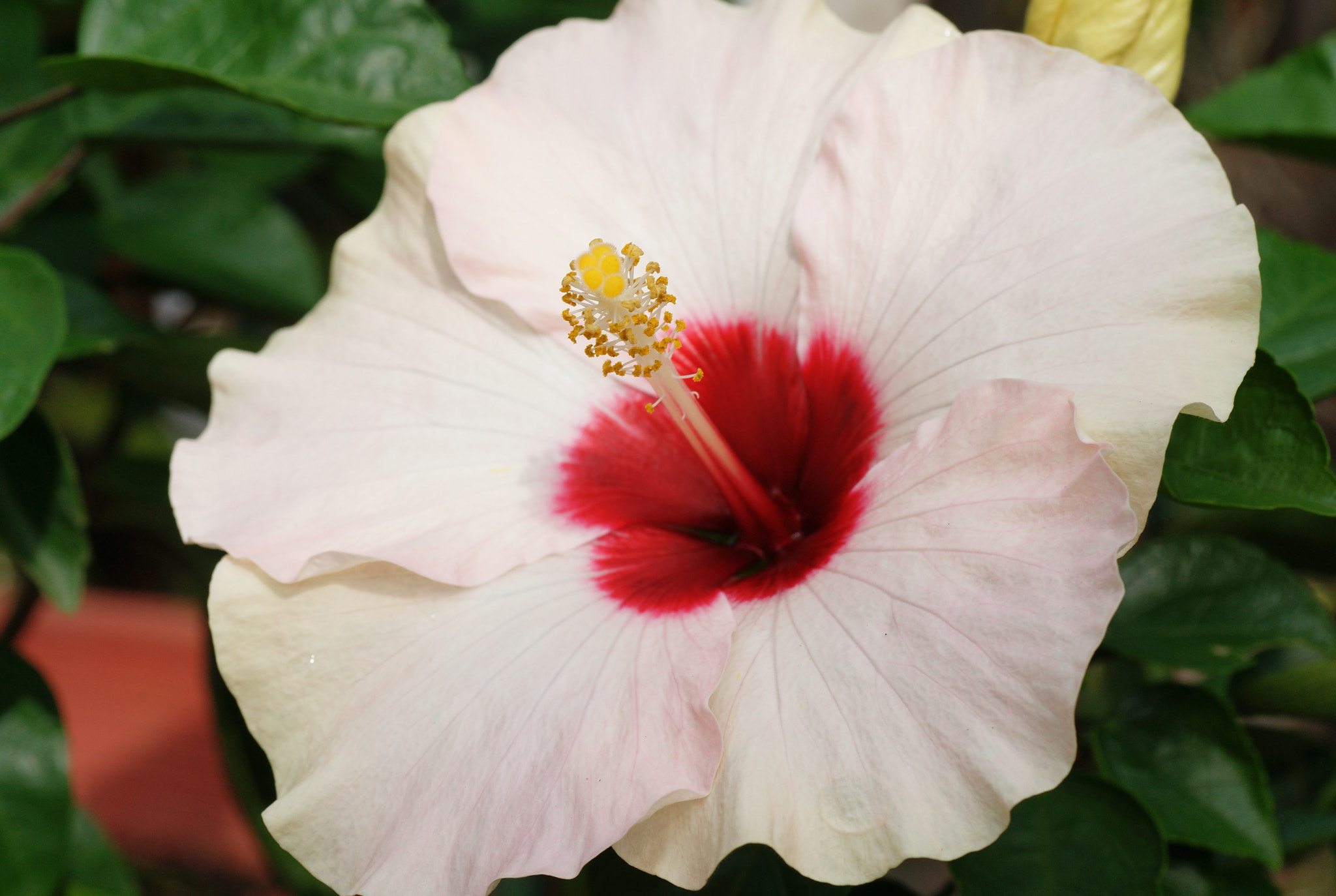 Sony Alpha DSLR-A850 + Tamron SP AF 90mm F2.8 Di Macro sample photo. White hibiscus photography