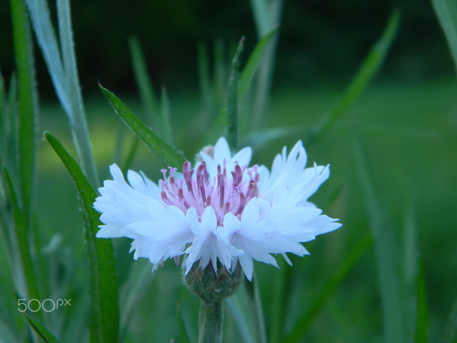 Nikon COOLPIX L105 sample photo. Beauty in the weeds photography