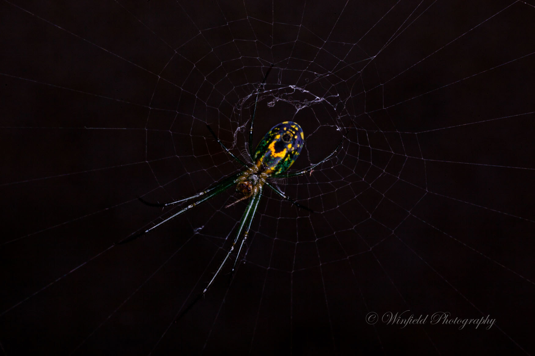 Sigma 50mm f/1.4 EX DG HSM + 1.4x sample photo. Snare photography
