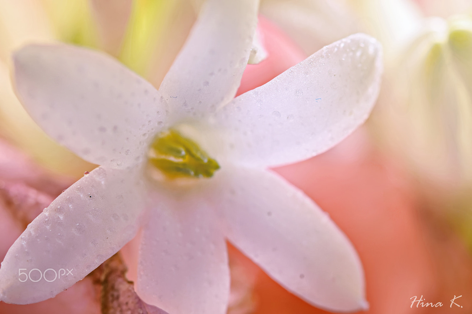 Nikon AF-S Micro-Nikkor 60mm F2.8G ED sample photo. As pure as white photography