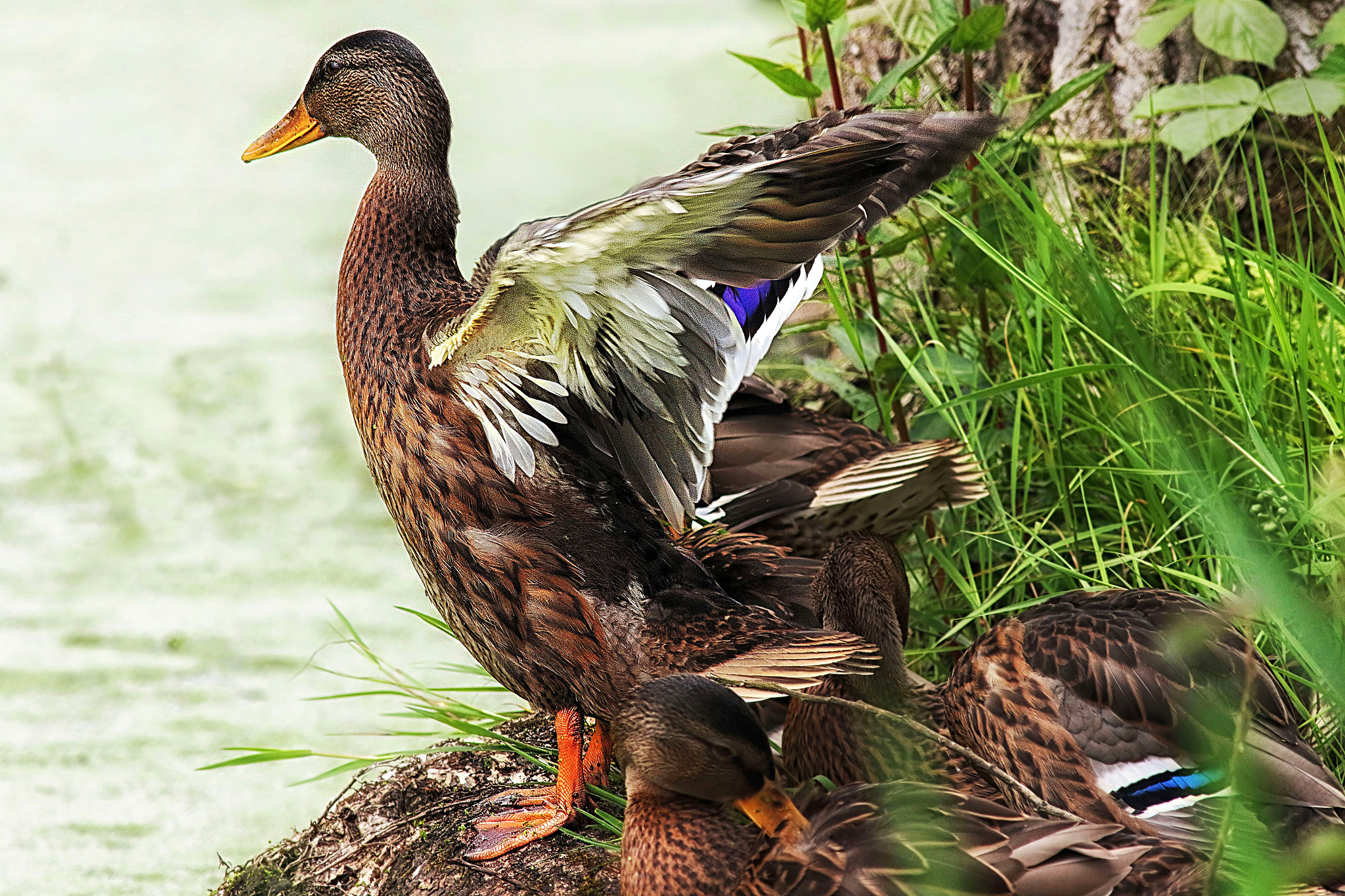 Canon EF 400mm F5.6L USM sample photo. Mallard ducks photography