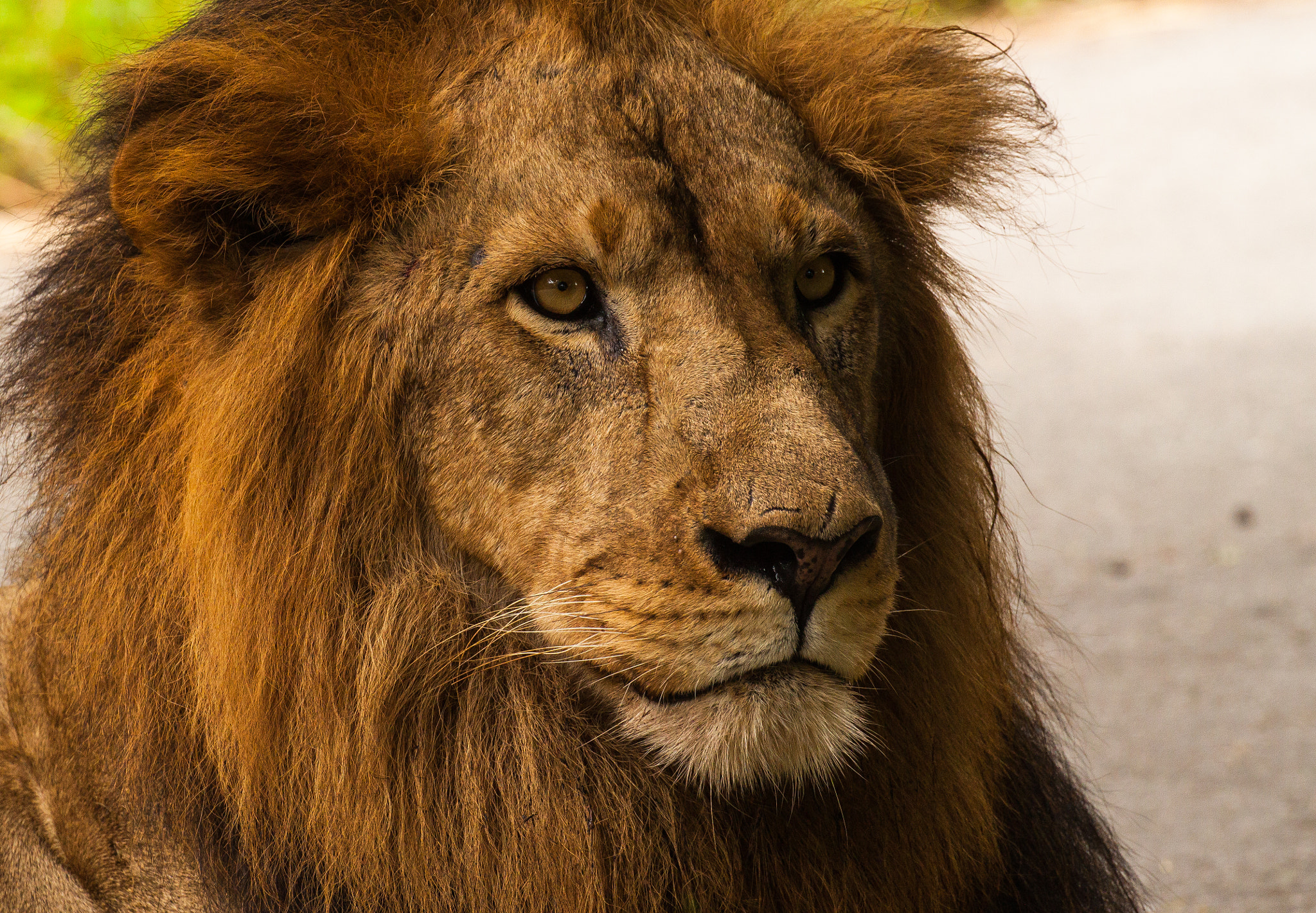 Canon EOS 500D (EOS Rebel T1i / EOS Kiss X3) sample photo. Lion king photography