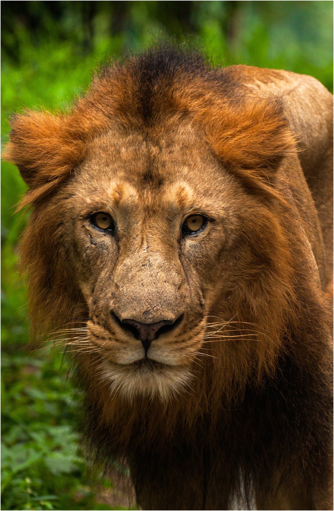 Canon EOS 500D (EOS Rebel T1i / EOS Kiss X3) sample photo. Lion king photography
