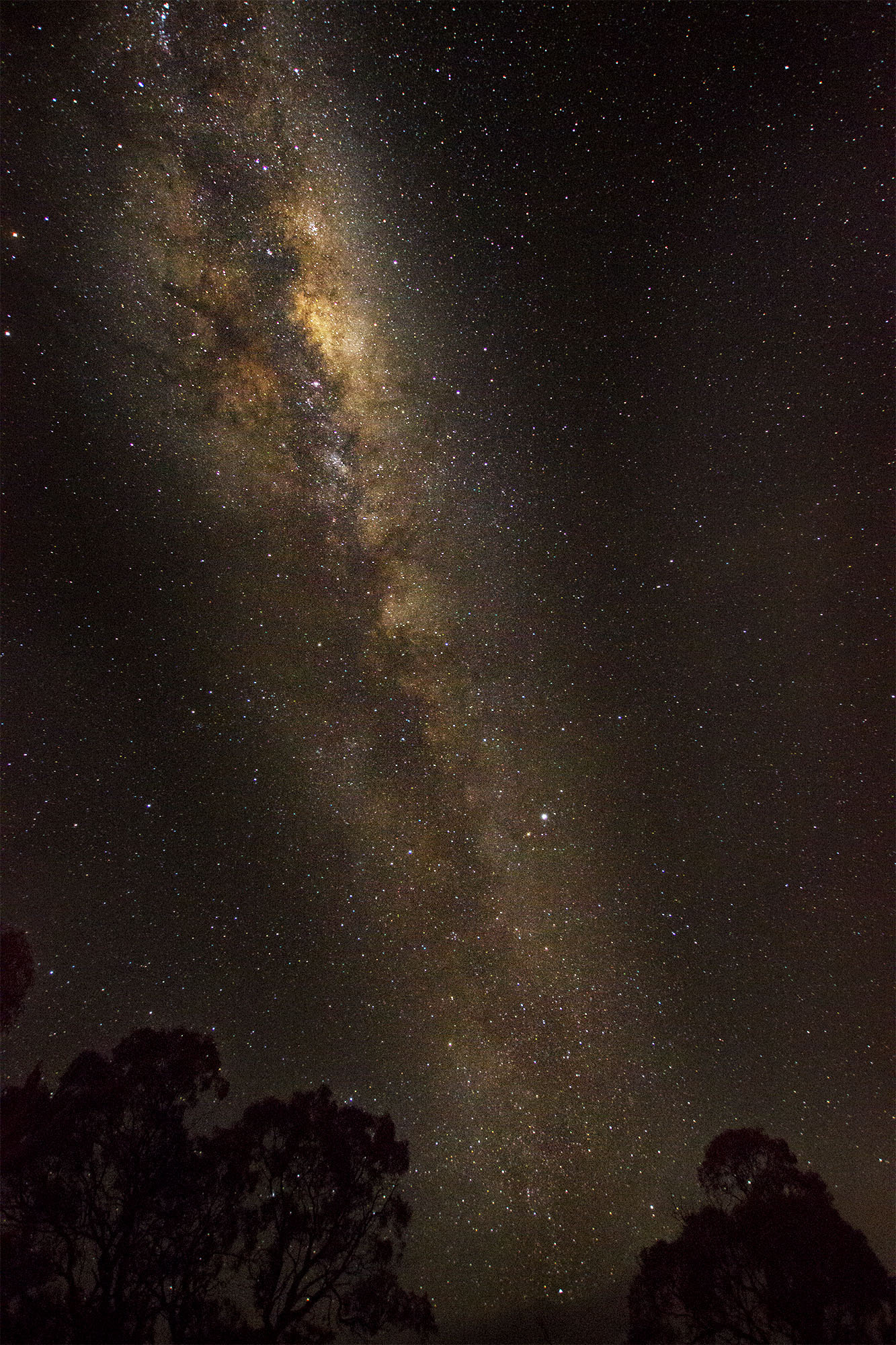 Sigma 10-20mm F3.5 EX DC HSM sample photo. Milky way over trees photography
