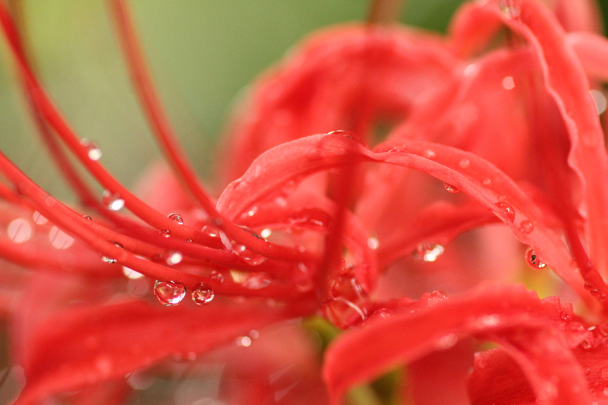 Canon EOS 550D (EOS Rebel T2i / EOS Kiss X4) sample photo. Red spider lily photography