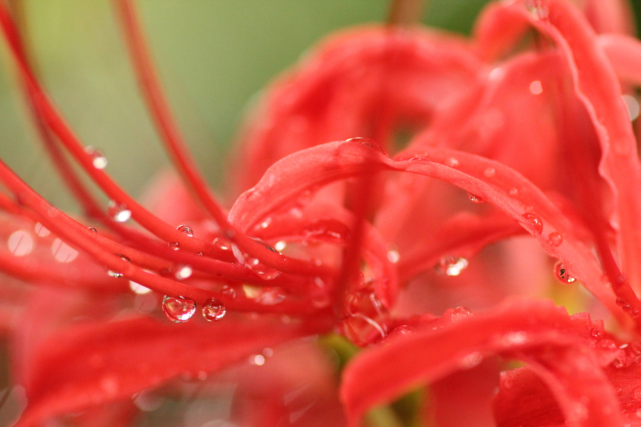 Canon EOS 550D (EOS Rebel T2i / EOS Kiss X4) + Tamron SP AF 90mm F2.8 Di Macro sample photo. Red spider lily photography