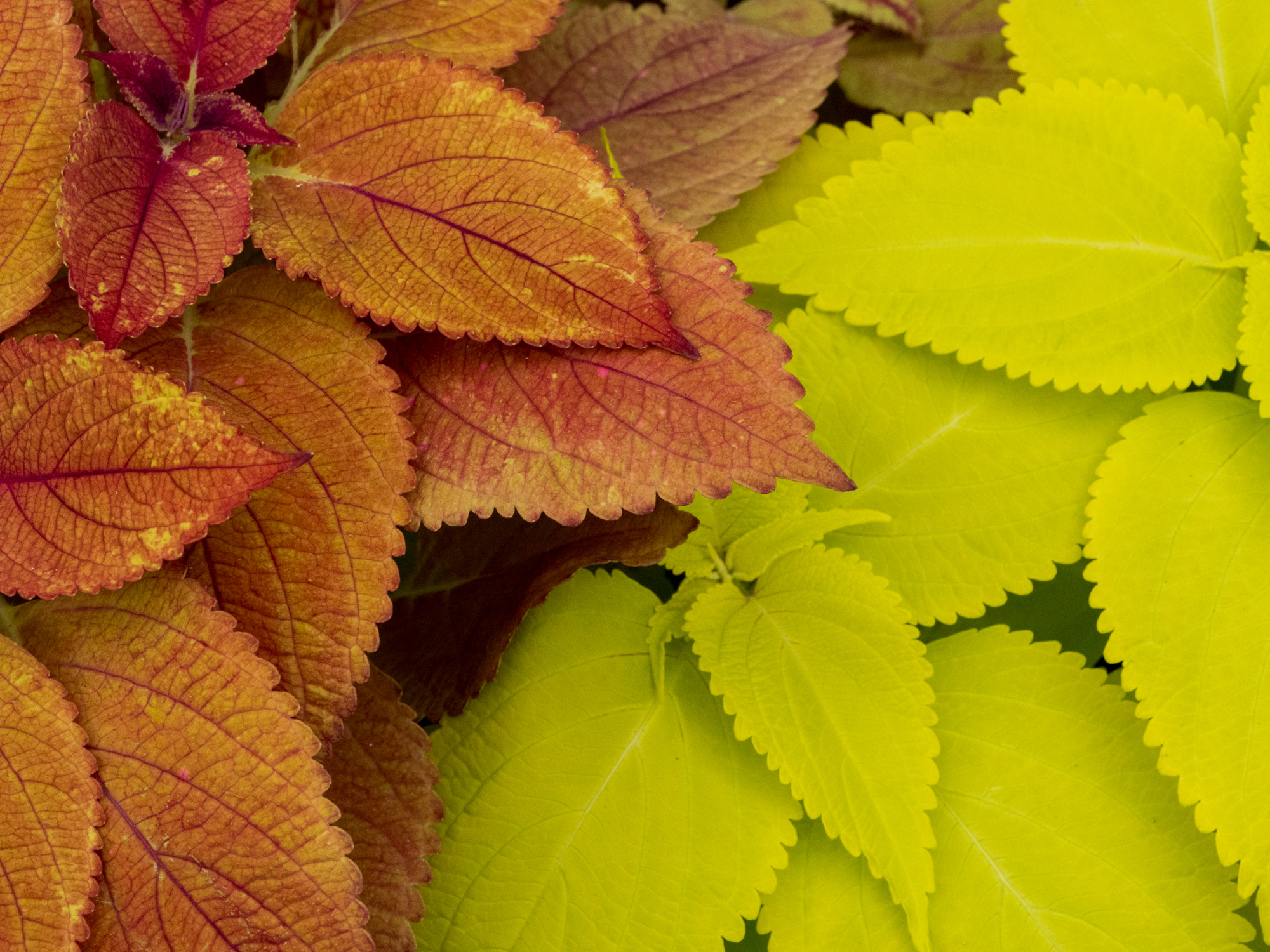 Panasonic Lumix DMC-GX8 sample photo. Coleus photography
