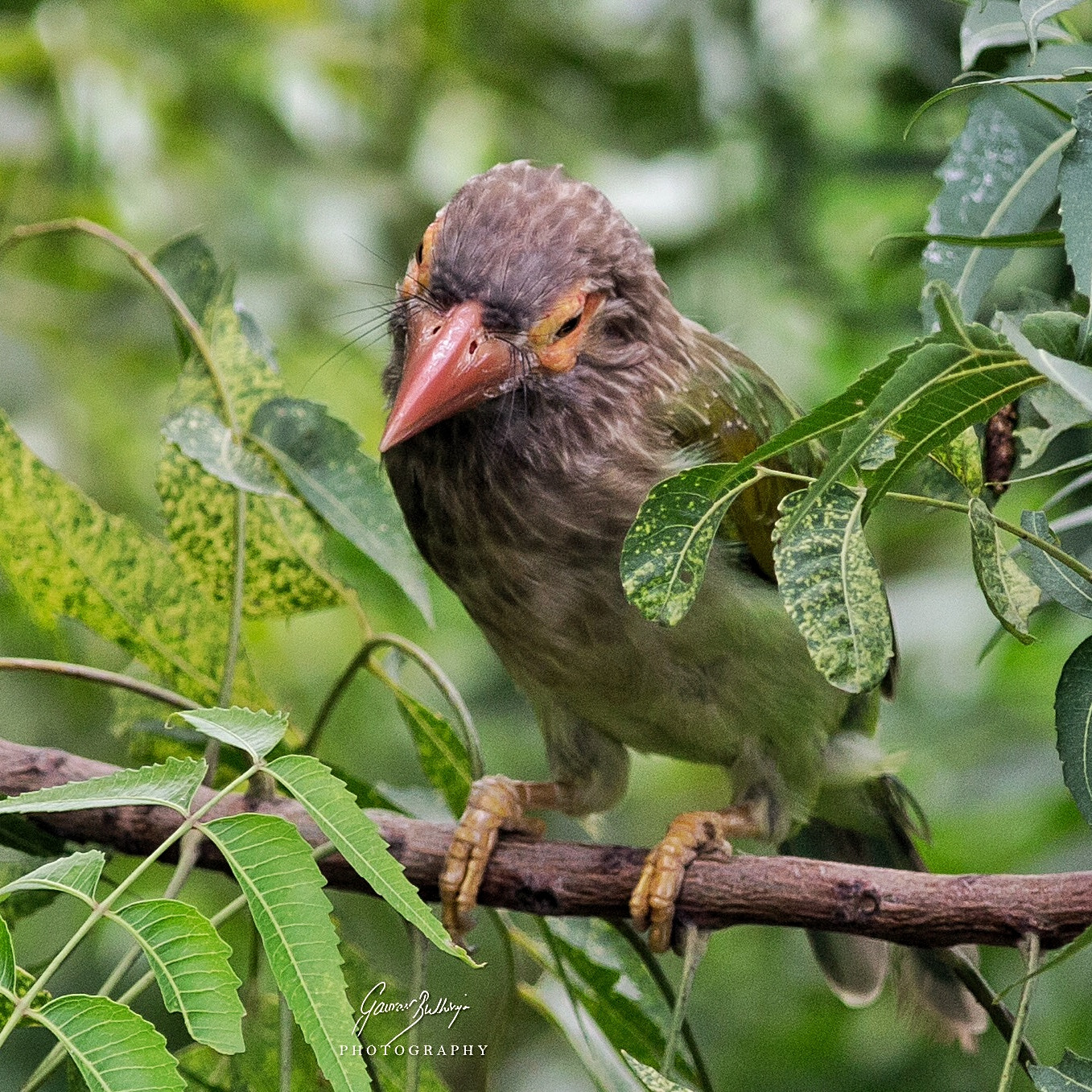 Canon EOS 6D + Canon EF 400mm F5.6L USM sample photo. Brown headed barbet delhi dwarka august 2016 photography