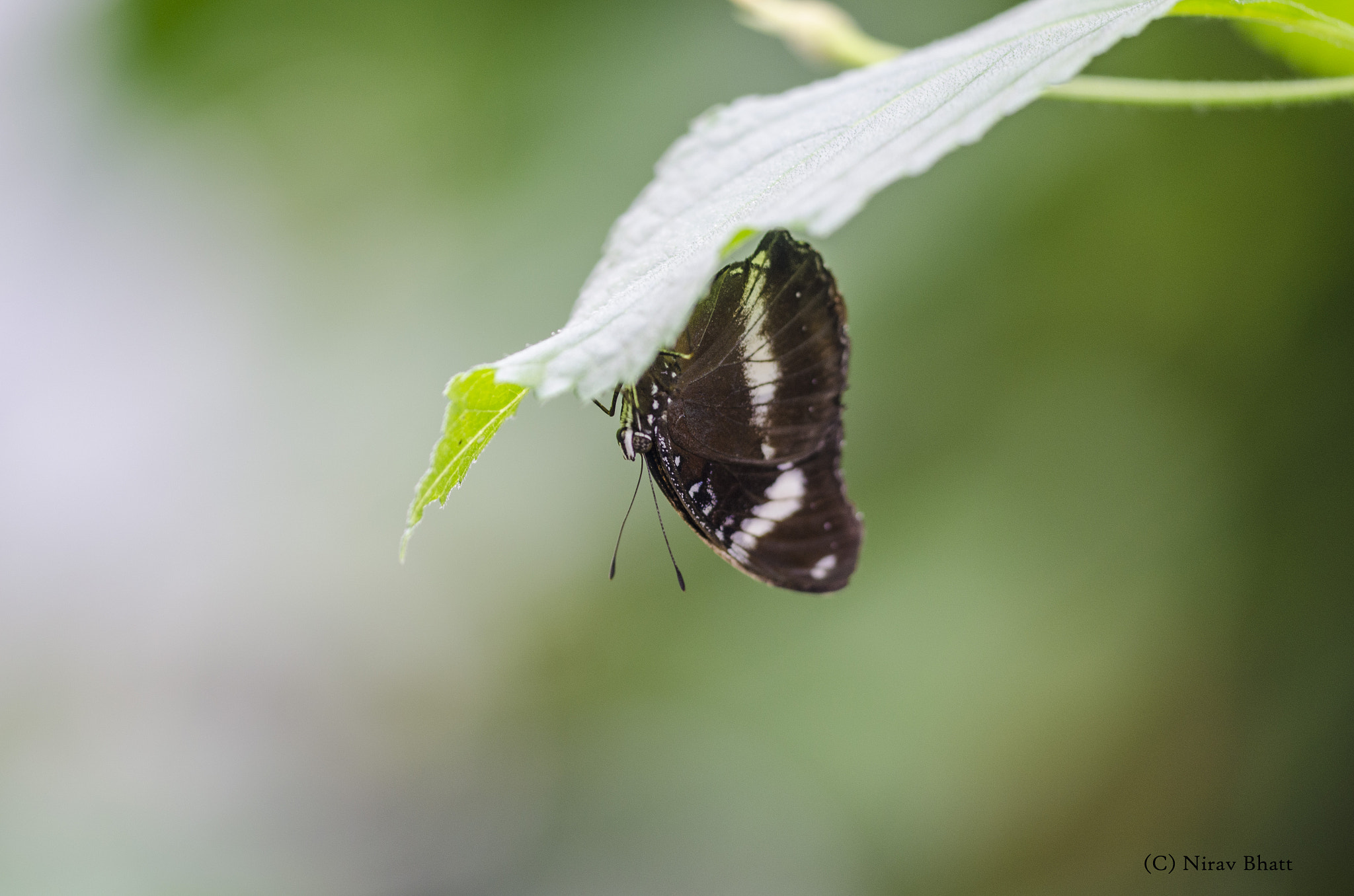 Sigma 150mm F2.8 EX DG Macro HSM sample photo. Upside down photography