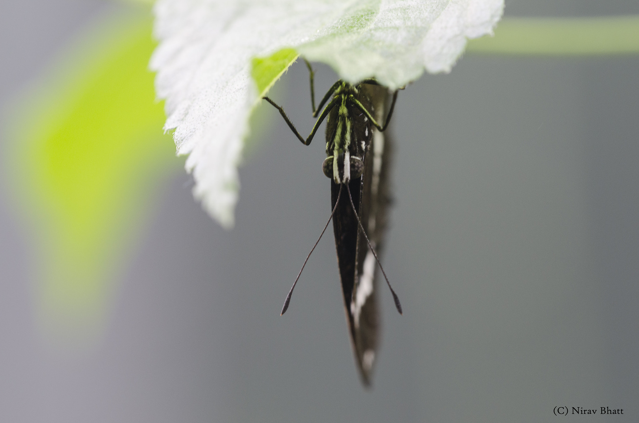 Sigma 150mm F2.8 EX DG Macro HSM sample photo. I am watching you photography