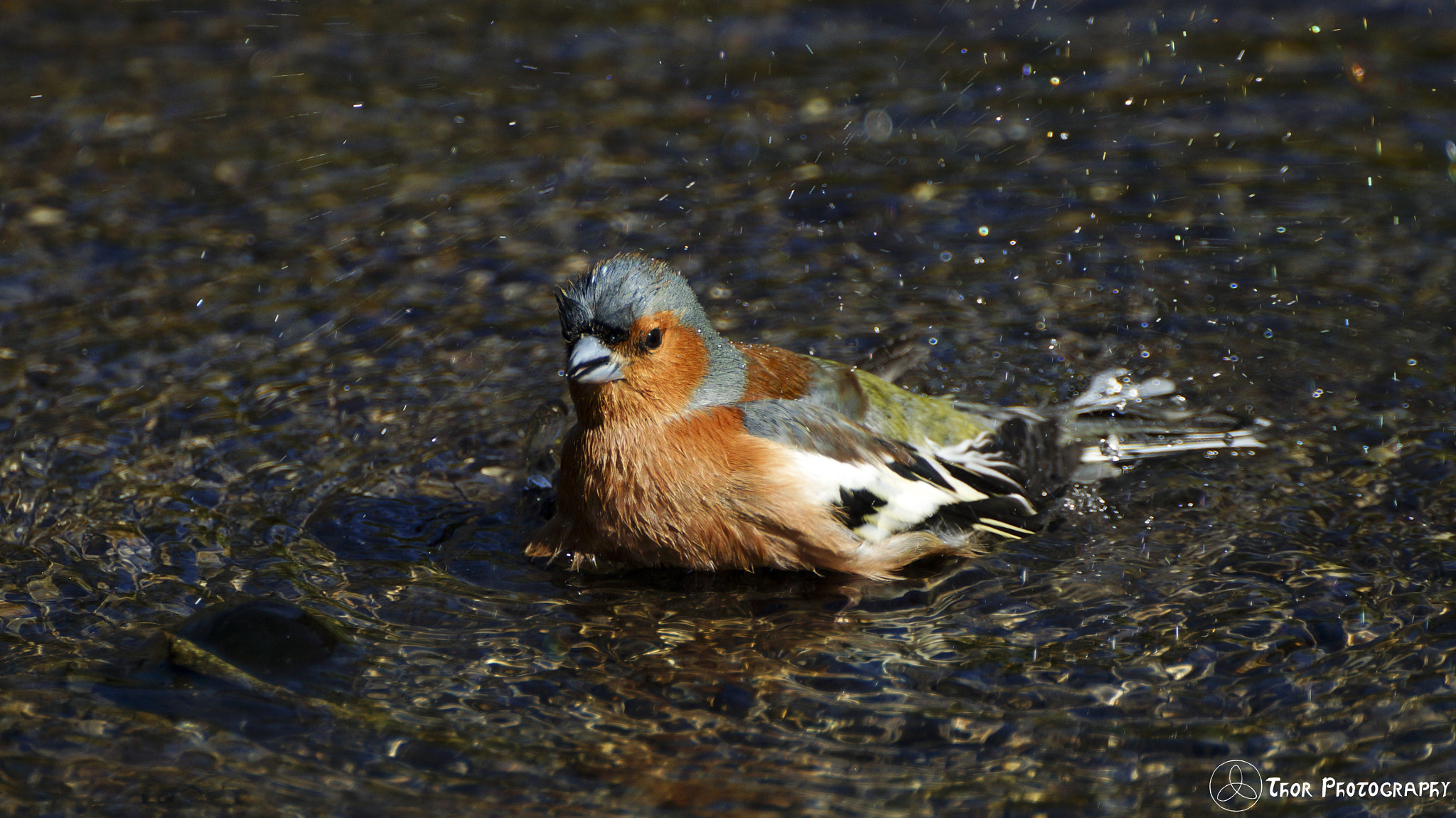 Tamron SP 70-300mm F4-5.6 Di USD sample photo. Chaffinch bath photography