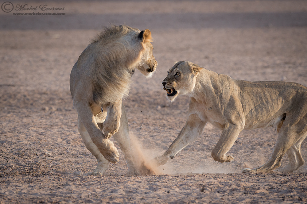 Nikon AF-S Nikkor 400mm F2.8G ED VR II sample photo. A woman scorned photography