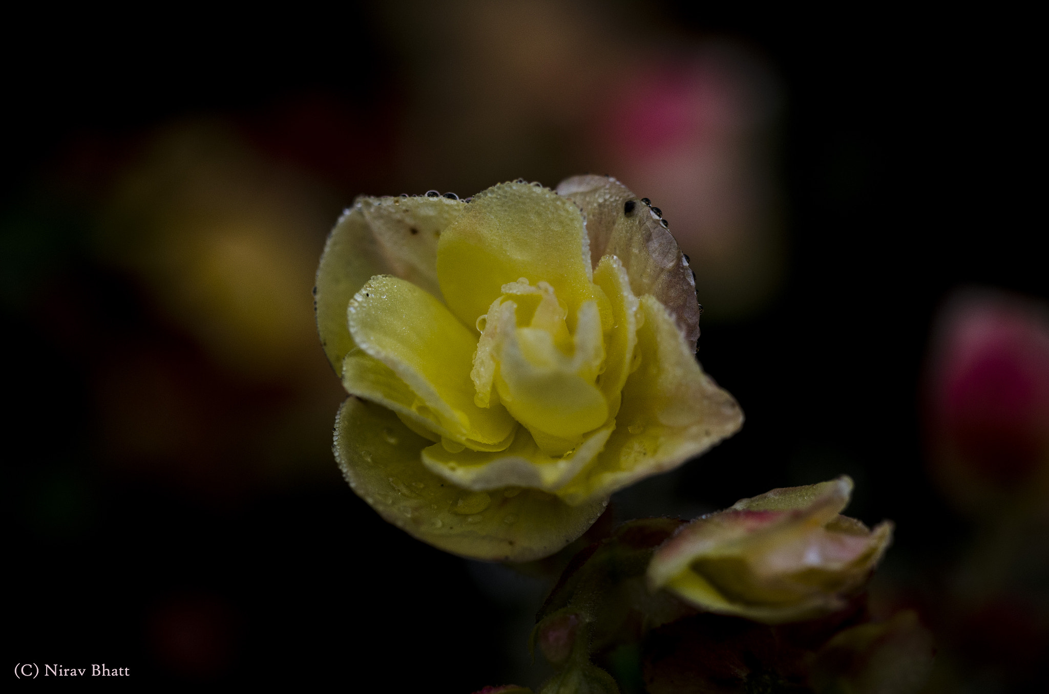 Sigma 150mm F2.8 EX DG Macro HSM sample photo. Drops and flower photography