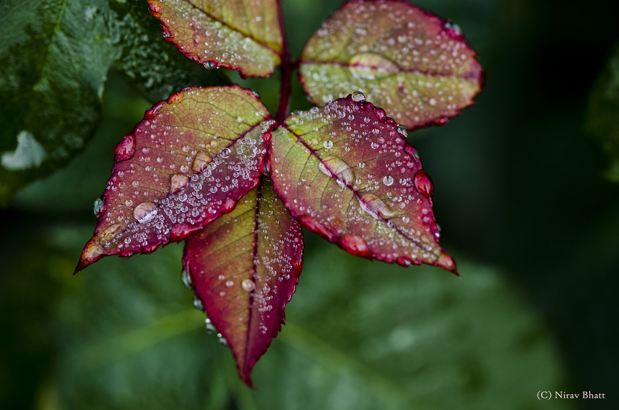 Sigma 150mm F2.8 EX DG Macro HSM sample photo. Colorful leaf photography