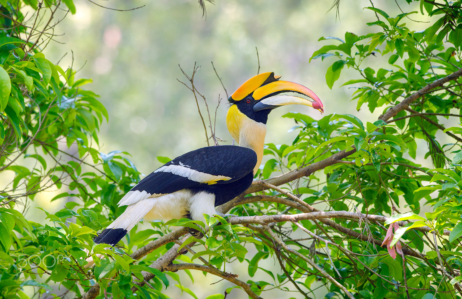 Nikon D7000 + Nikon AF-S Nikkor 500mm F4G ED VR sample photo. Great pied hornbill photography