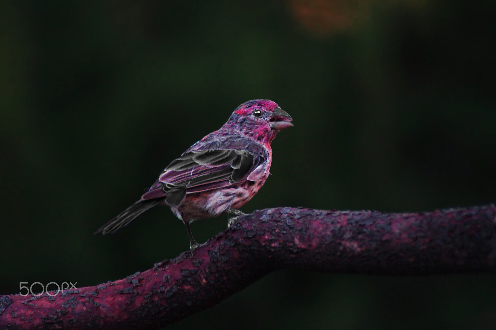 Sony 75-300mm F4.5-5.6 sample photo. House finch photography