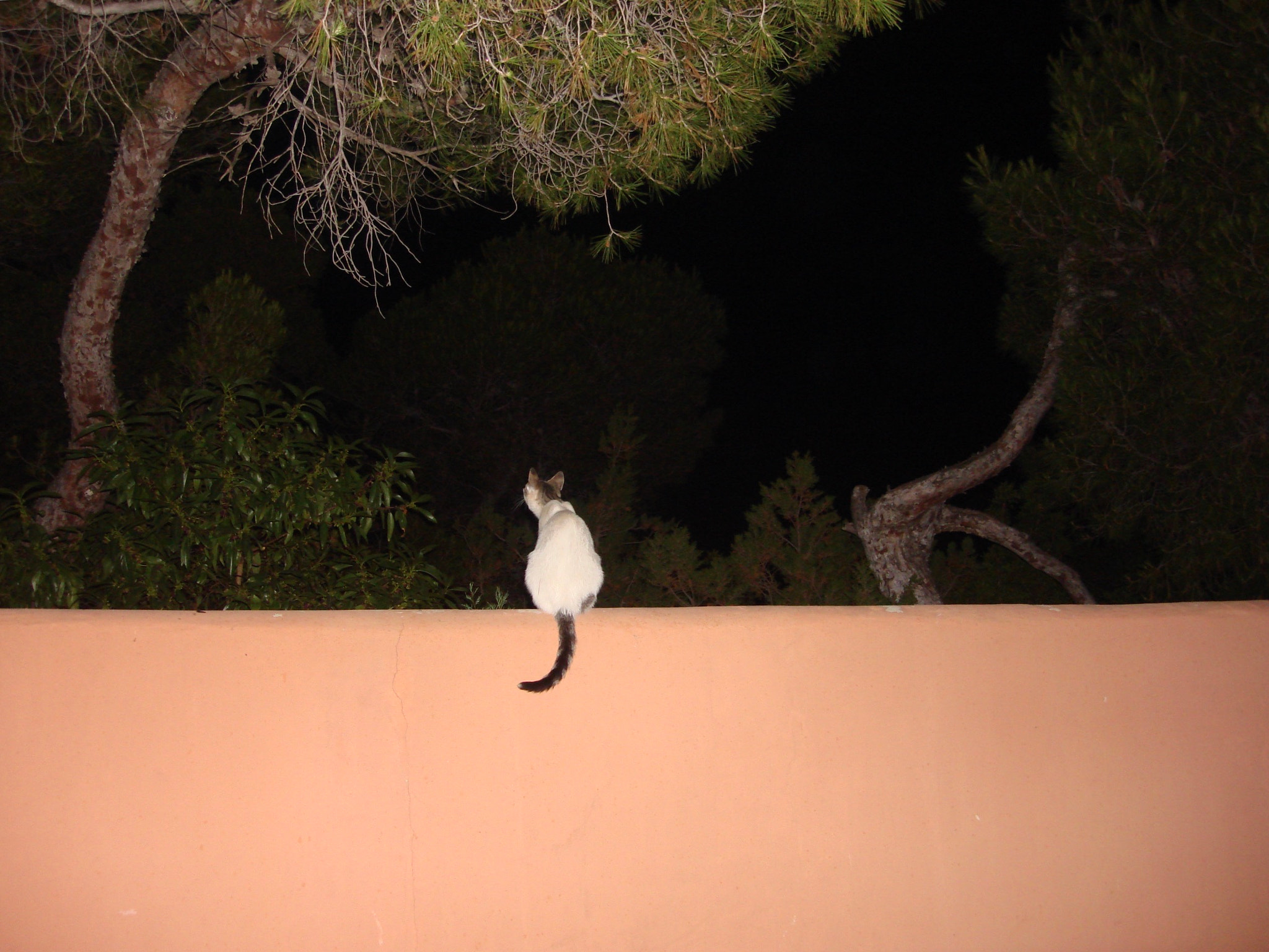 Sony DSC-N2 sample photo. Ibiza,chat sur un muret photography