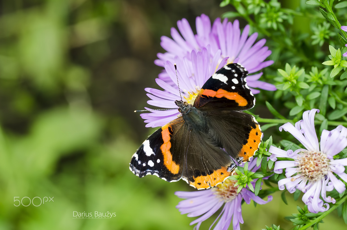 Sigma 150mm F2.8 EX DG OS Macro HSM sample photo. Admiral photography