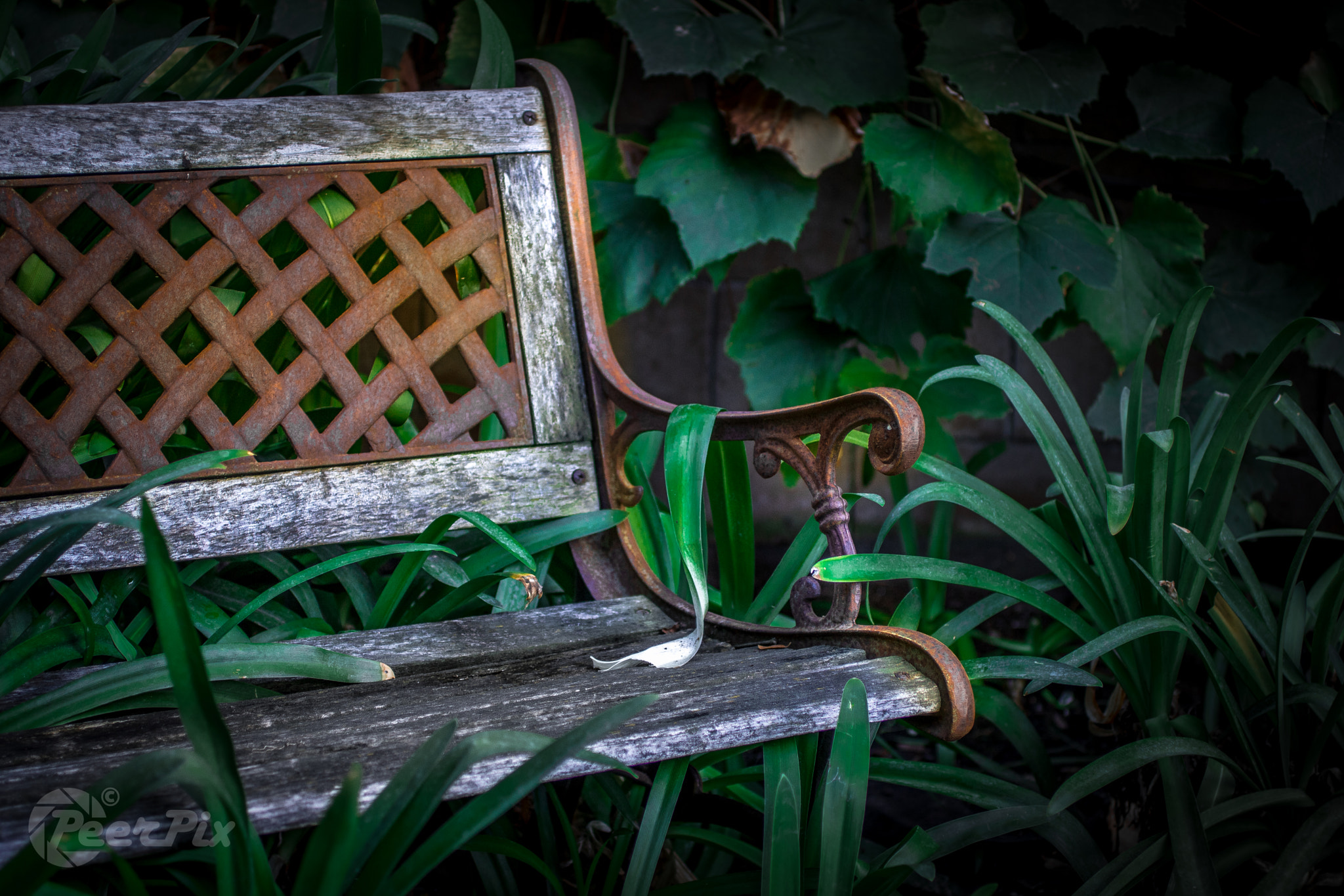 Canon EF 50mm F2.5 Macro sample photo. Rusty photography