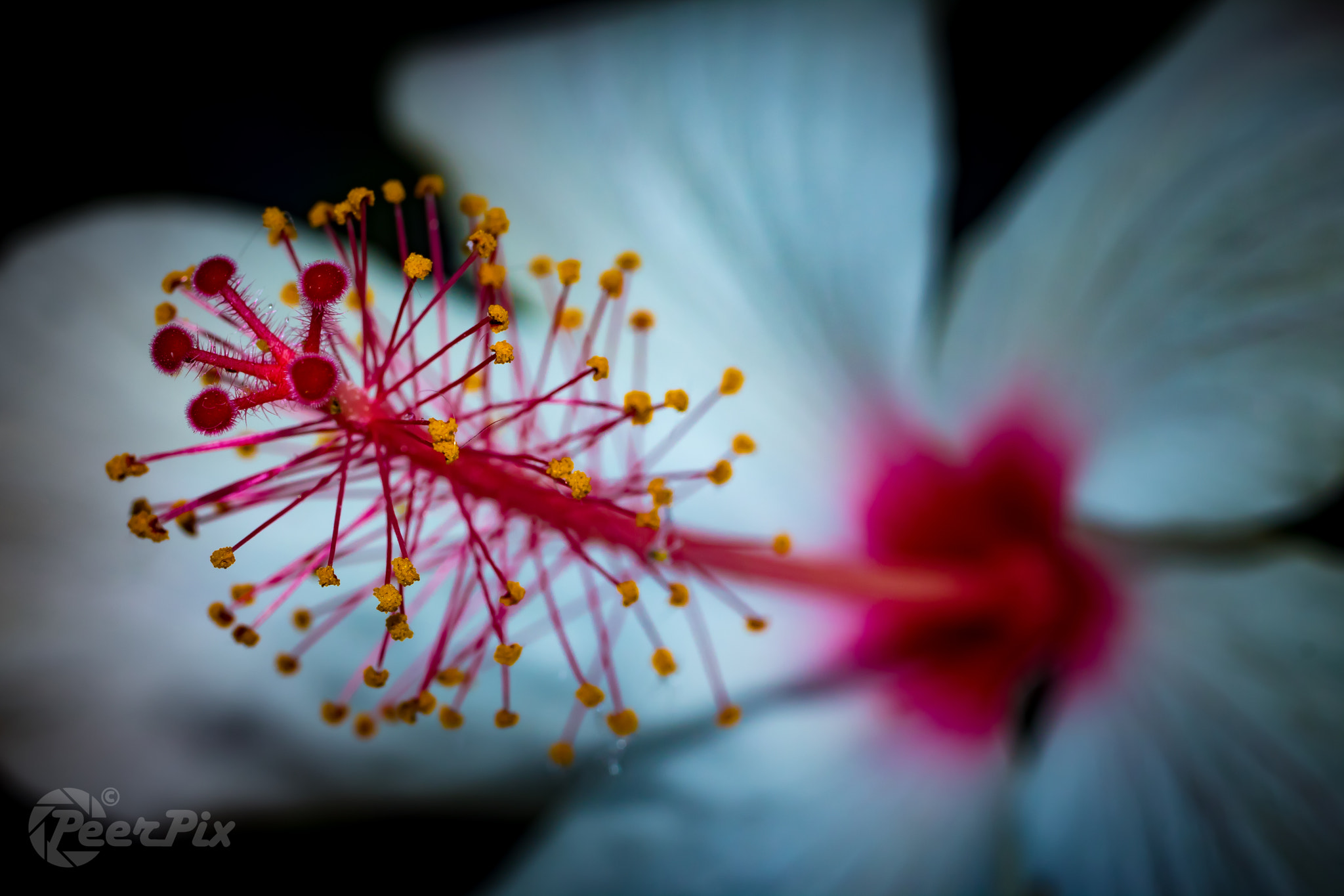 Canon EF 50mm F2.5 Macro sample photo. Flwr photography