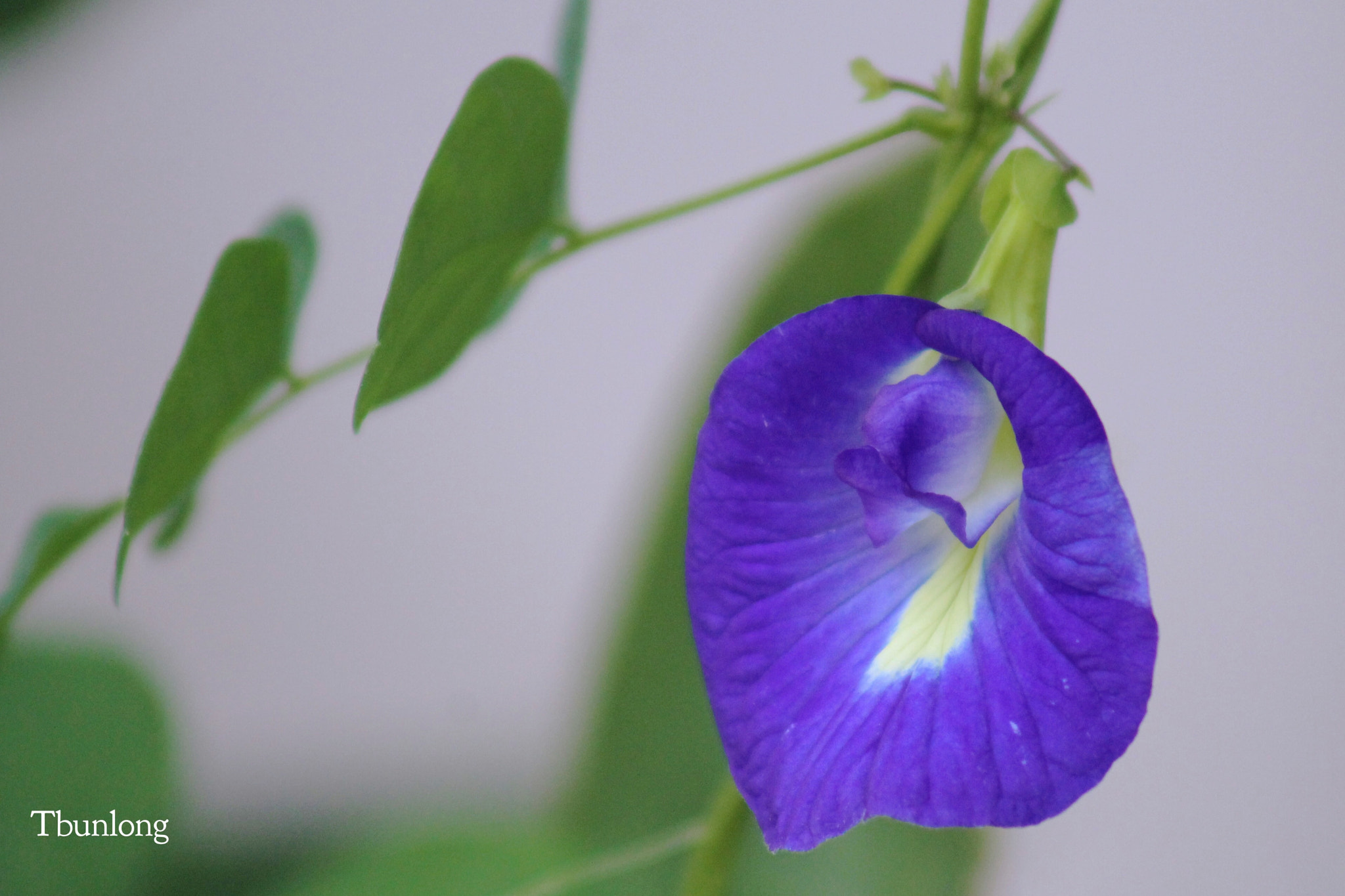 Canon EF75-300mm f/4-5.6 sample photo. Blue and white ! photography