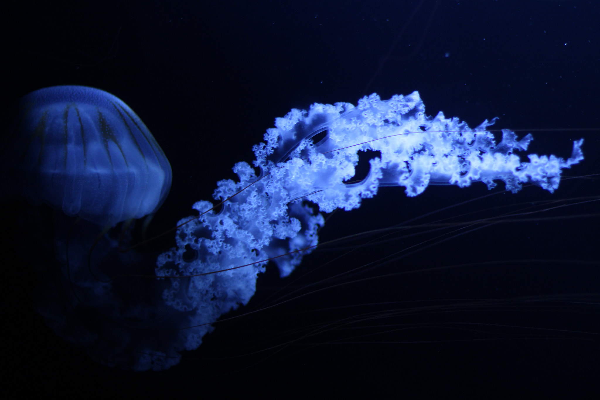 Canon EOS 700D (EOS Rebel T5i / EOS Kiss X7i) sample photo. Jelly fish photography