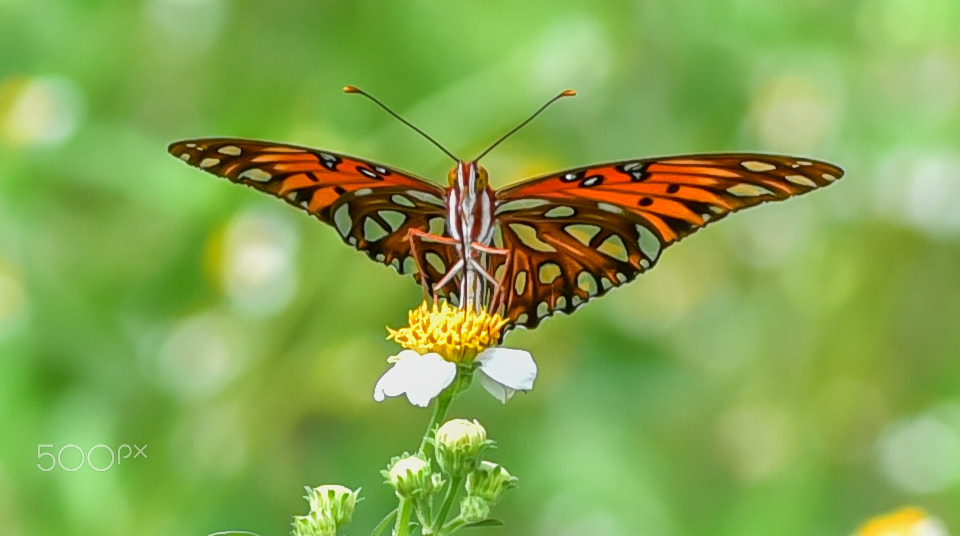 Nikon D750 + Tokina AT-X Pro 100mm F2.8 Macro sample photo. Gulf fritillary butterfly photography