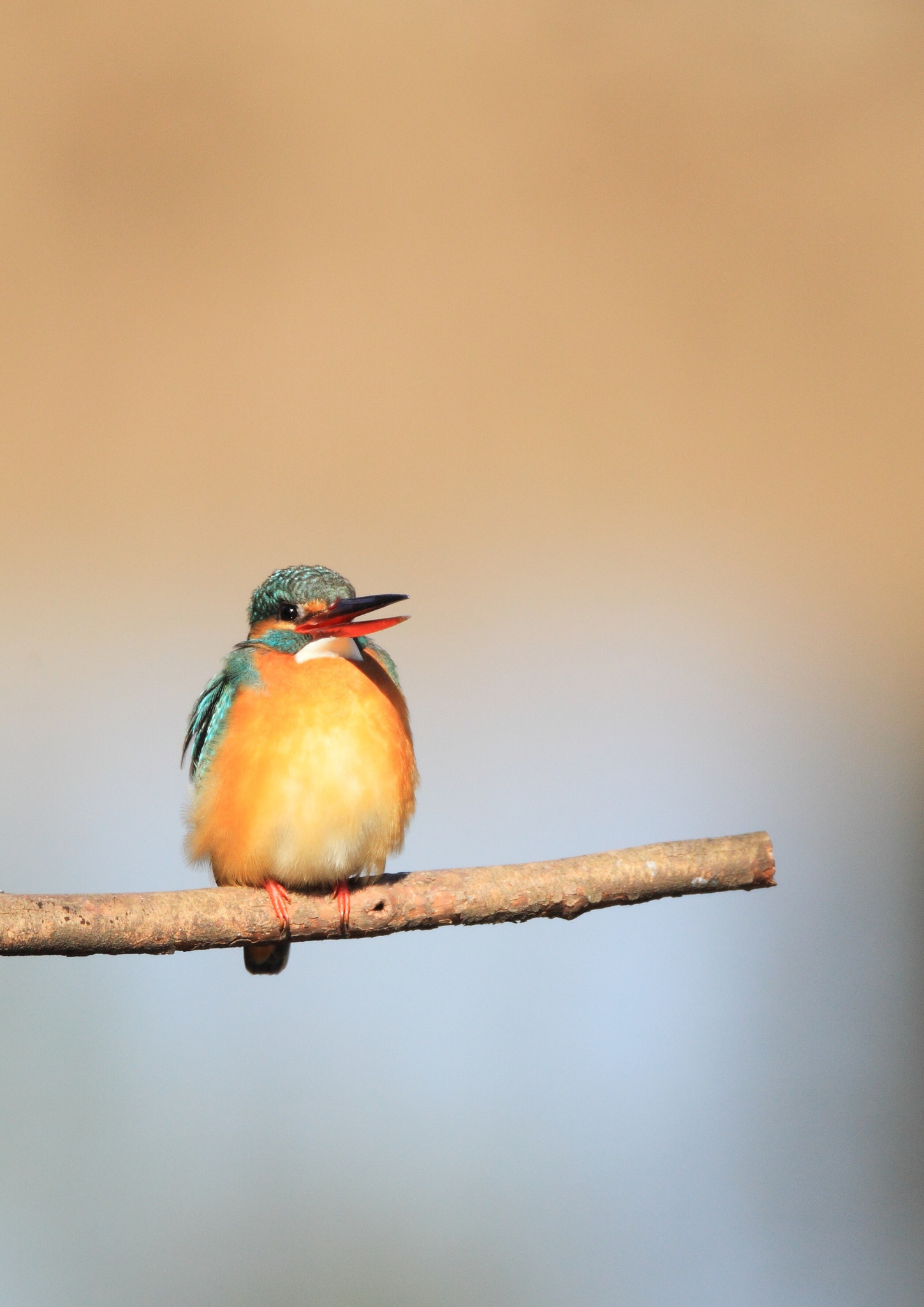 Canon EF 800mm F5.6L IS USM sample photo. カワセミ 話し− photography
