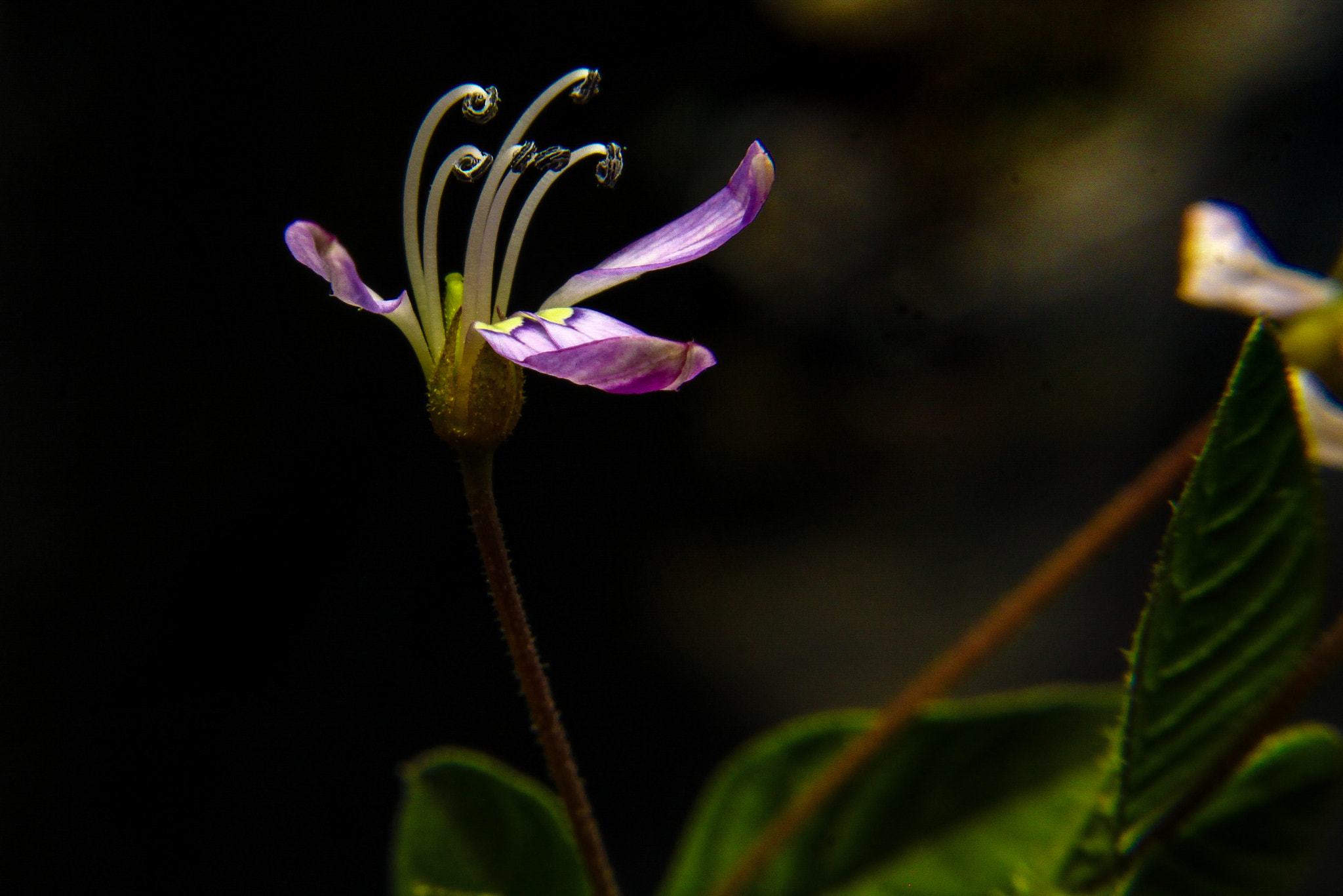 Canon EOS 50D sample photo. Purple in the dark  photography