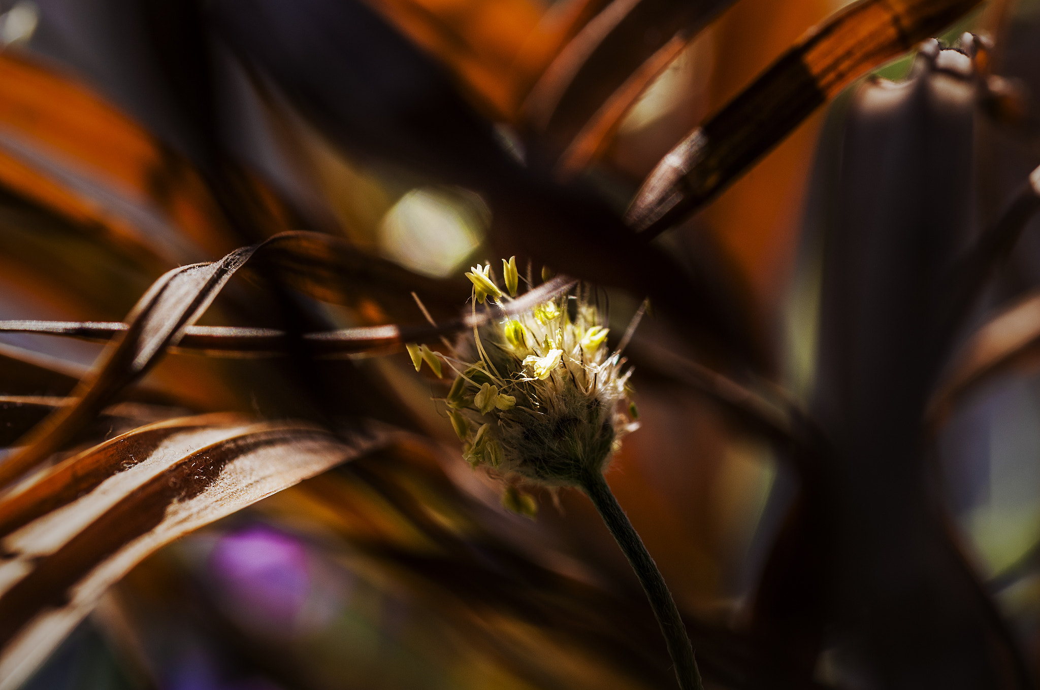 Sigma 105mm F2.8 EX DG OS HSM sample photo. Luces photography