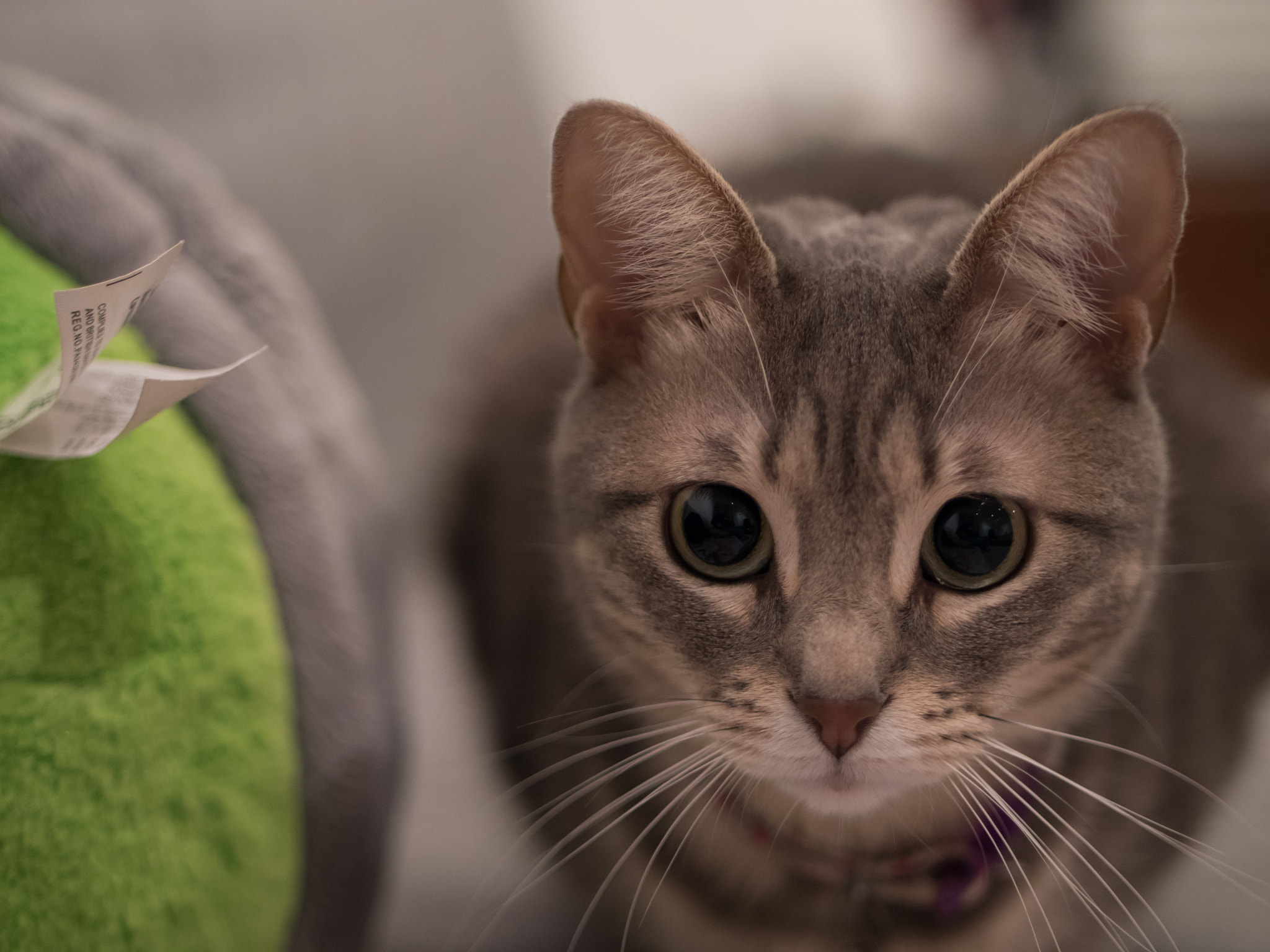 Panasonic Lumix G 42.5mm F1.7 ASPH Power OIS sample photo. Cat attack photography
