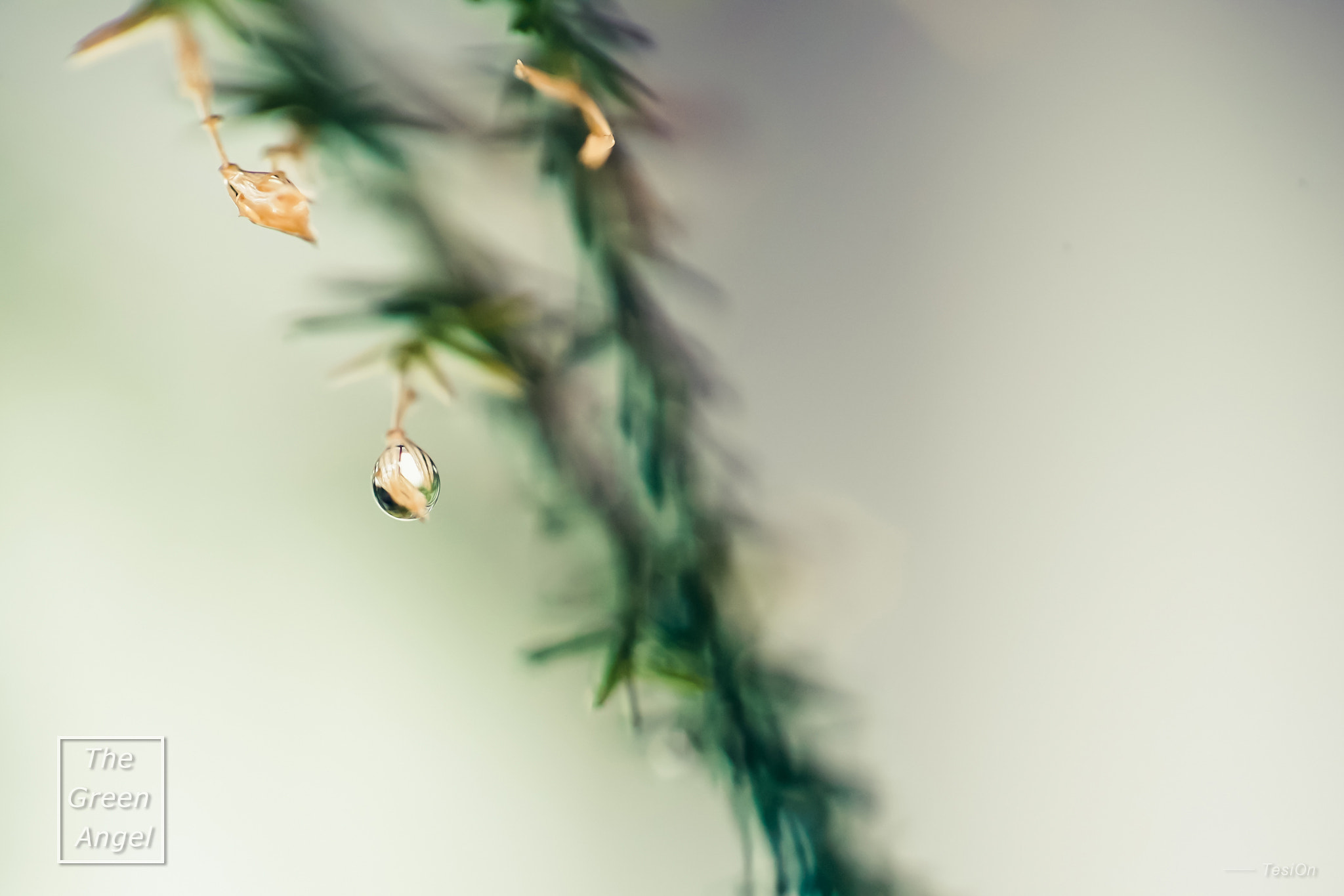 DT 100mm F2.8 SAM sample photo. The green angle photography