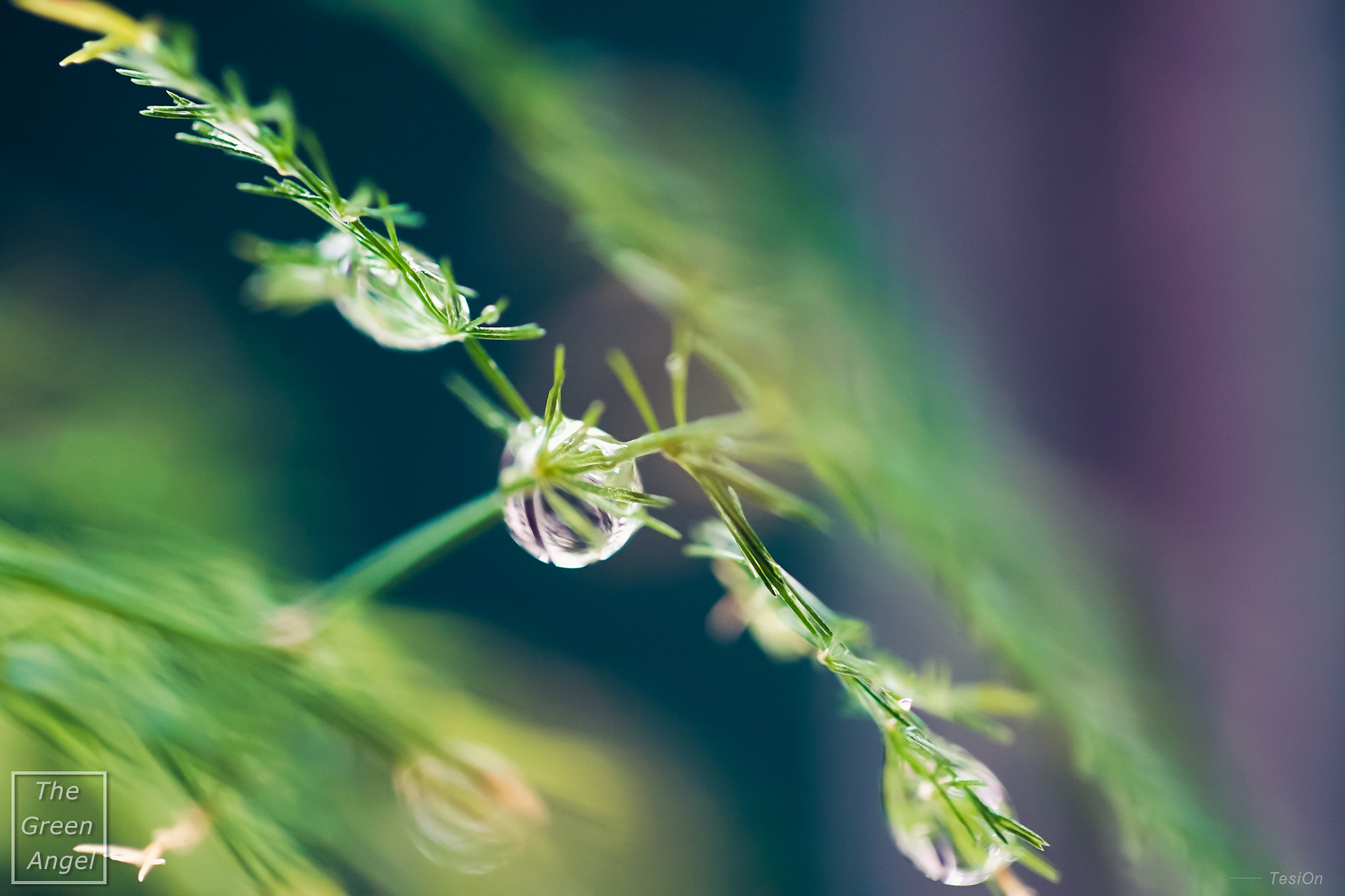 DT 100mm F2.8 SAM sample photo. The green angle photography