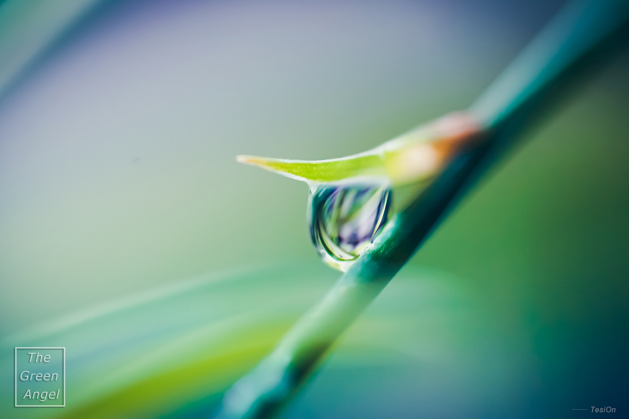 DT 100mm F2.8 SAM sample photo. The green angle photography
