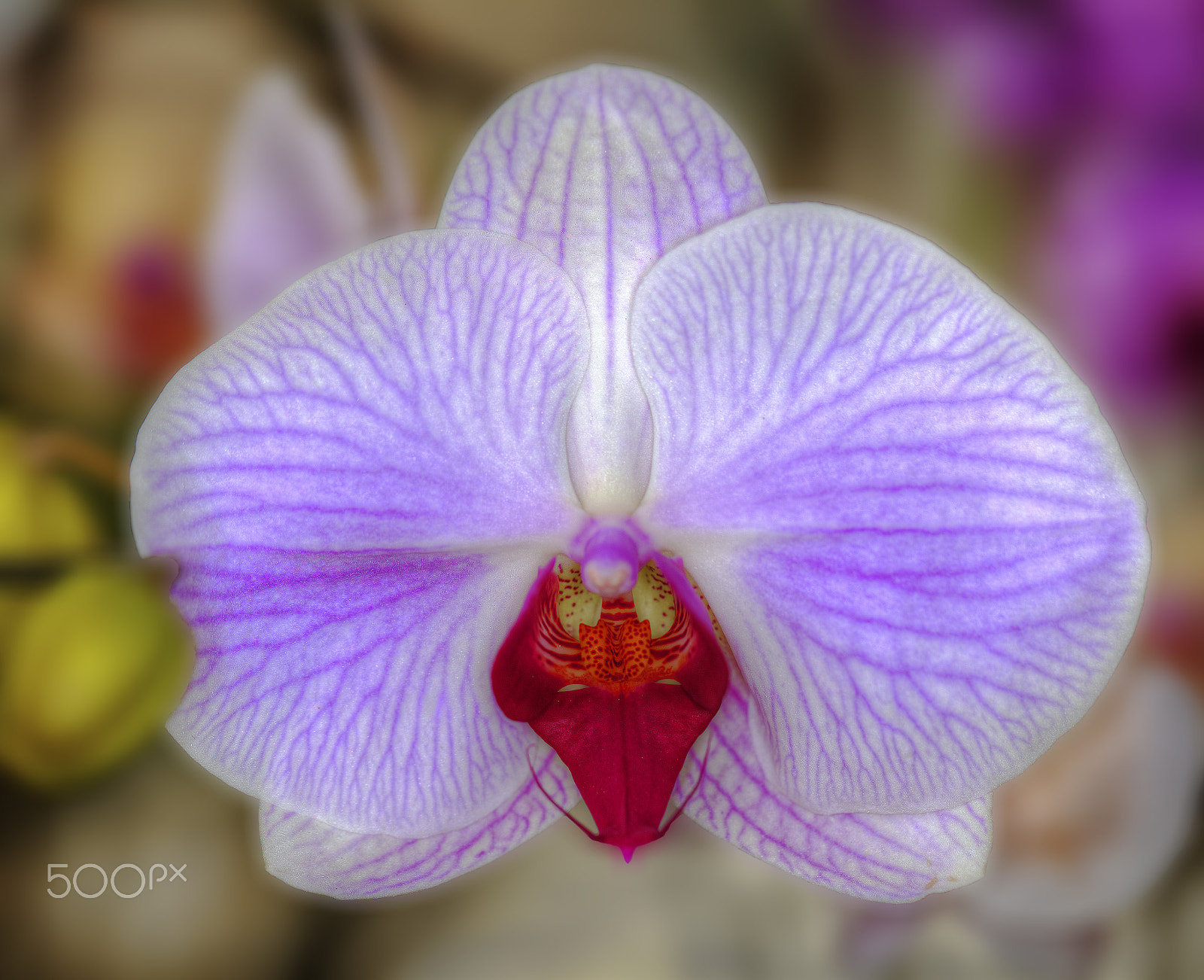 Canon EF 100mm F2.8L Macro IS USM sample photo. Beautiful blooming orchid. photography
