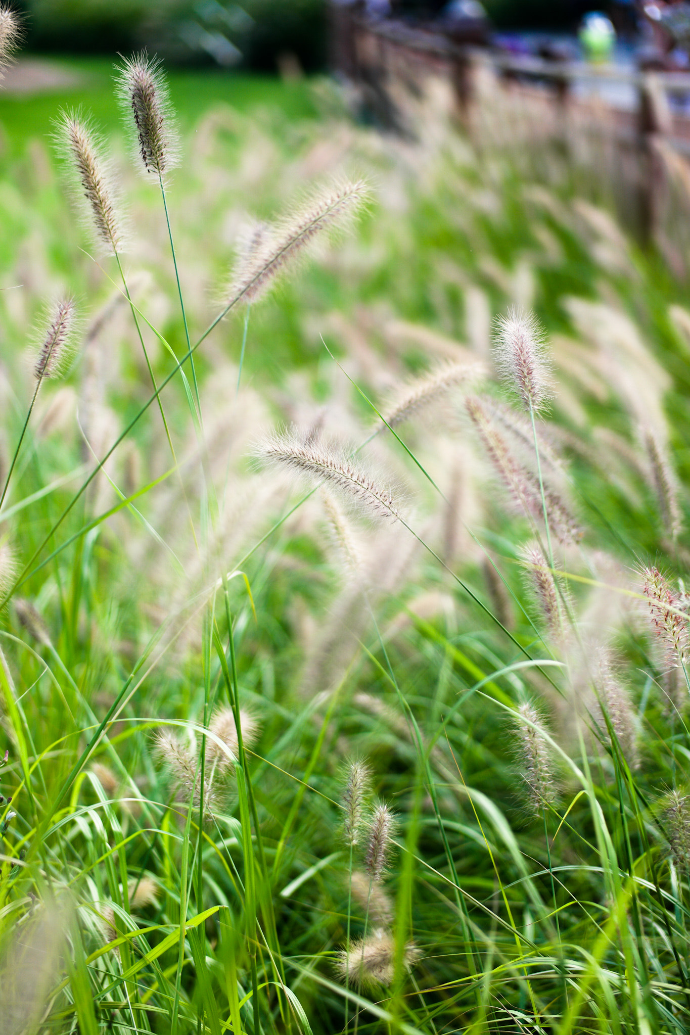 Samsung NX500 + Samsung NX 45mm F1.8 sample photo. Early autumn  photography