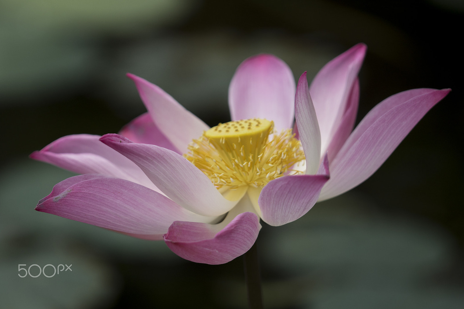 Canon EF 180mm F3.5L Macro USM sample photo. Water lily photography