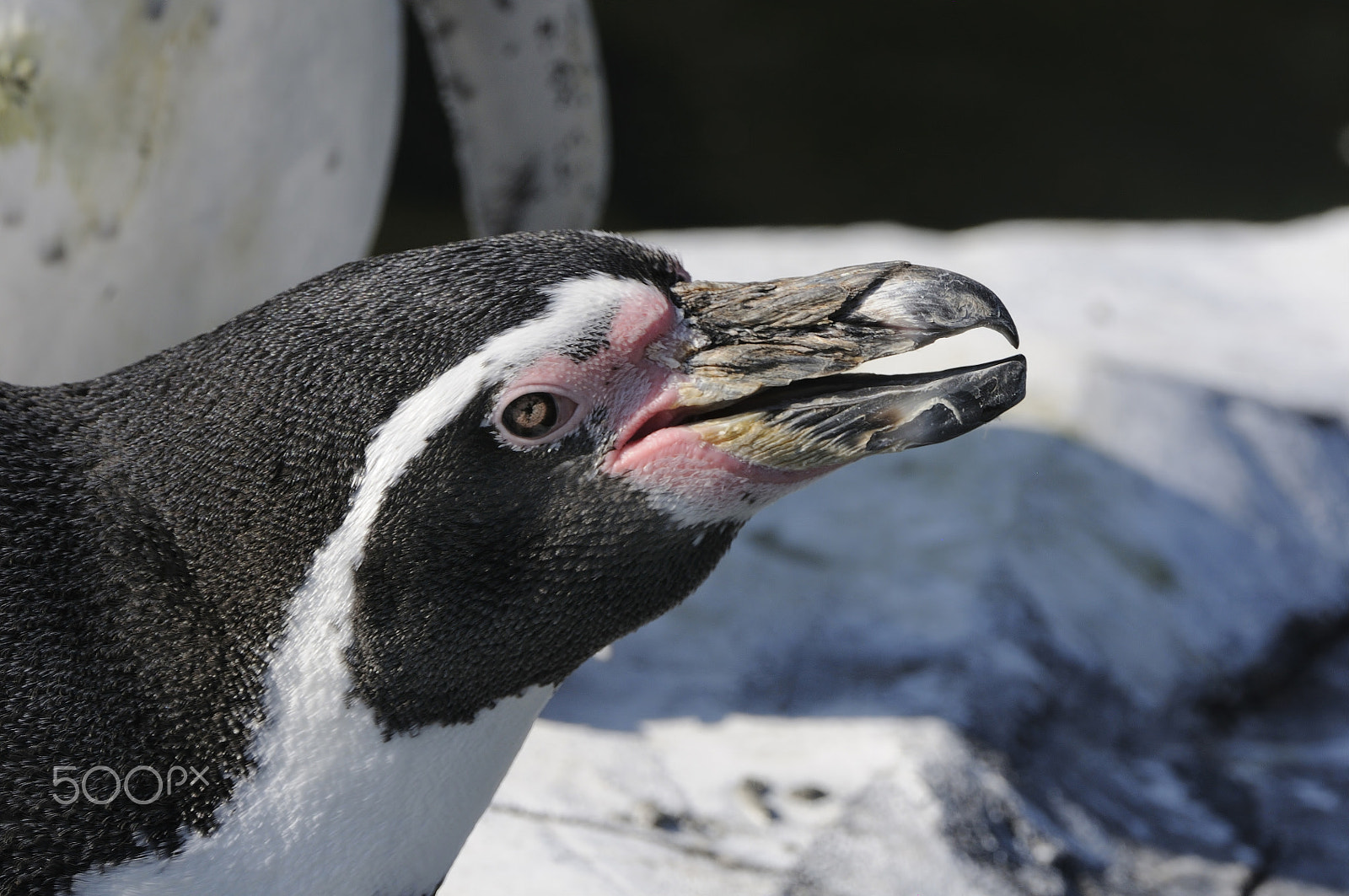 Nikon D300S + Nikon AF-S Nikkor 200-400mm F4G ED-IF VR sample photo. The worn out beak of a humboldt penguin photography