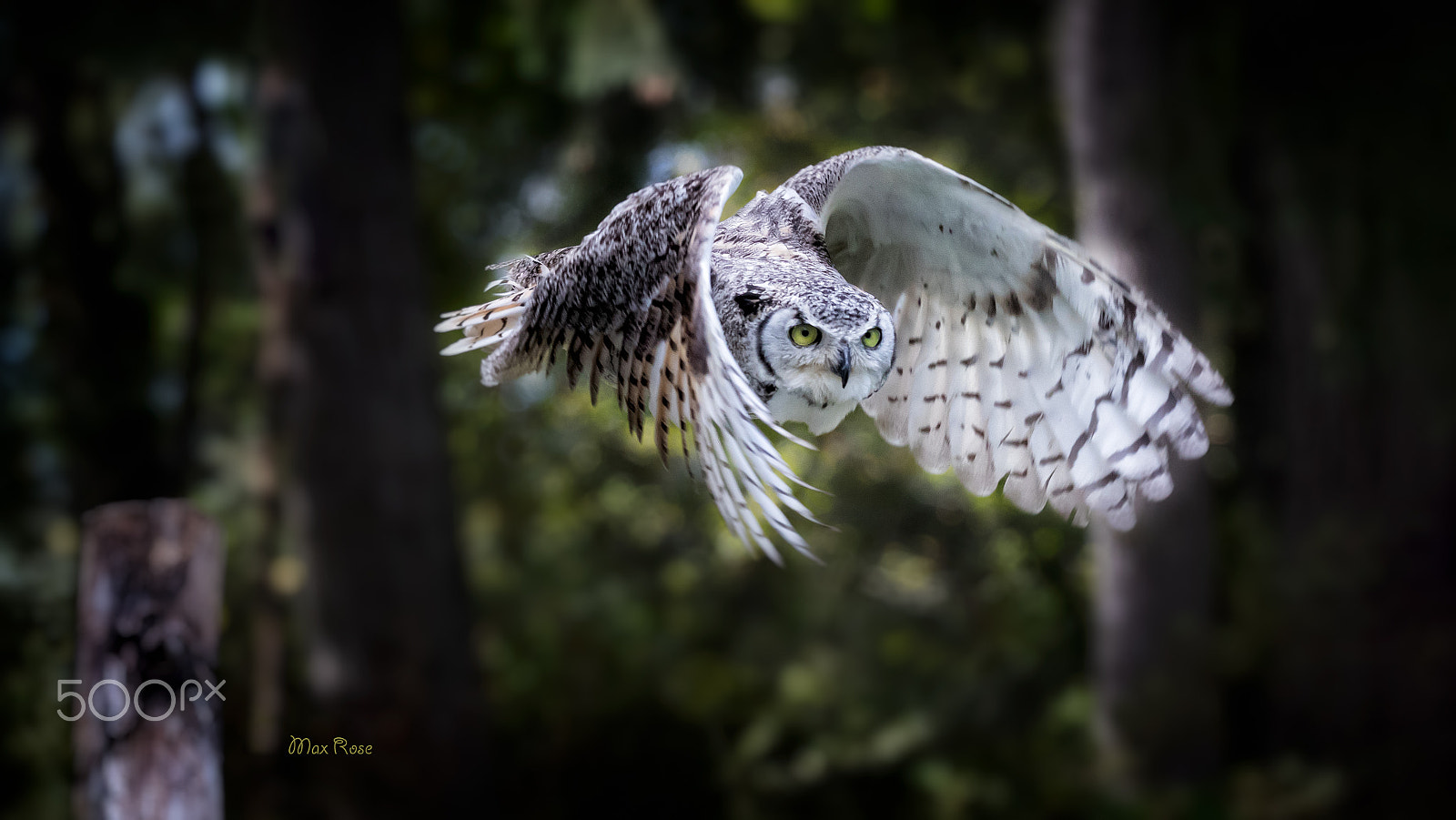 Canon EOS 80D + Canon EF 70-200mm F4L USM sample photo. Flying owl photography