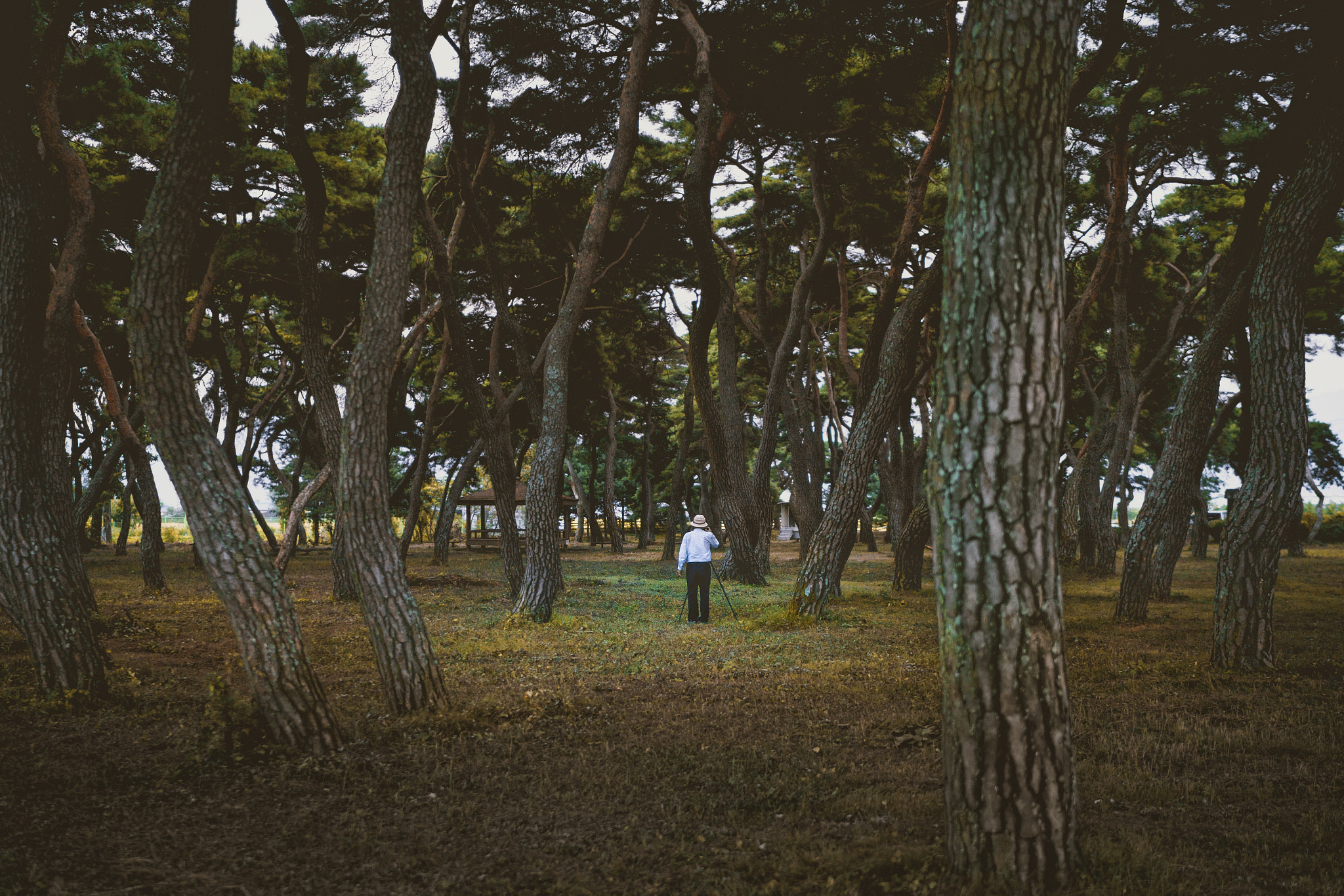 Sony a7 + Sony Distagon T* FE 35mm F1.4 ZA sample photo. Pine grove photographer photography