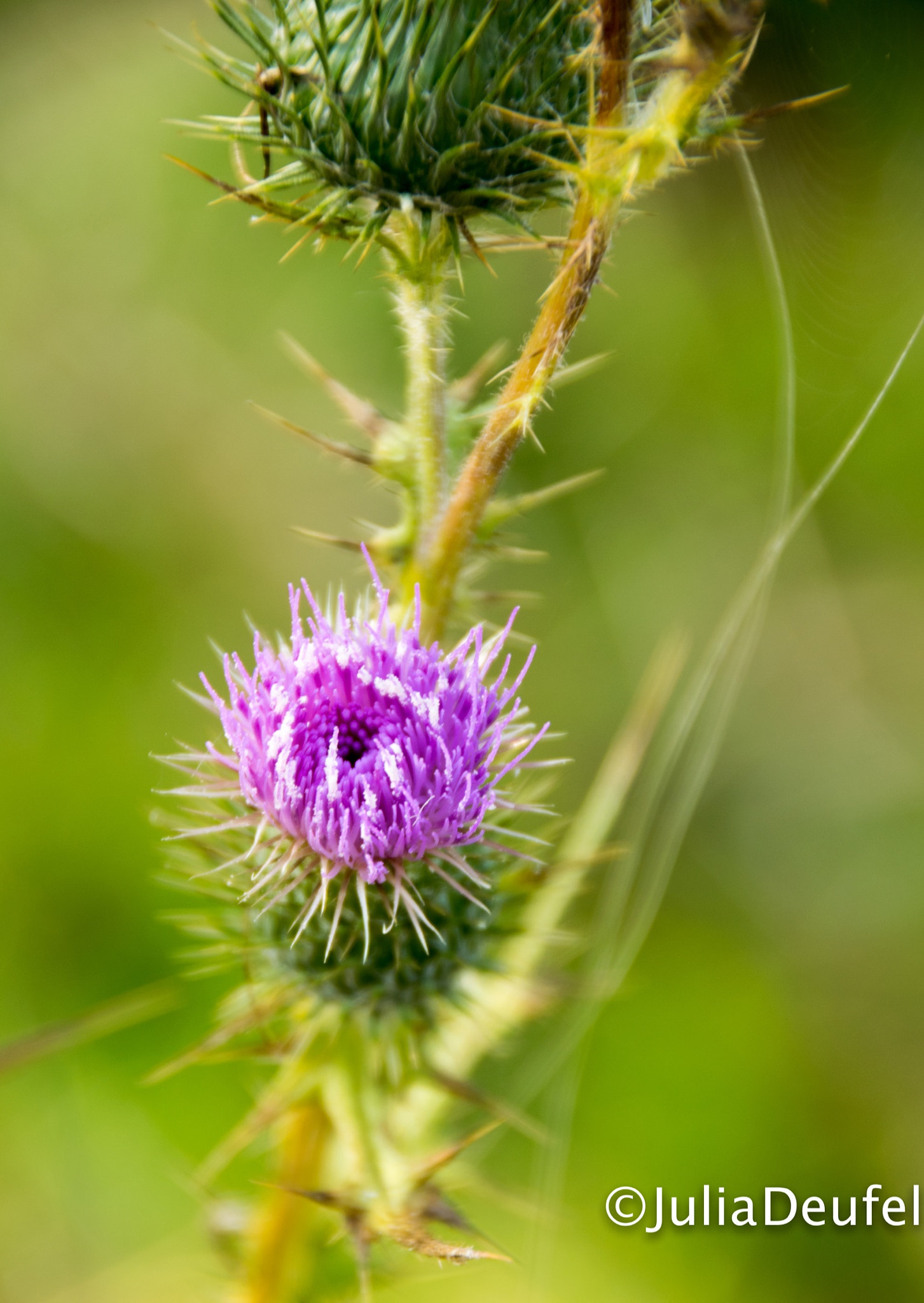 Sigma 18-200mm F3.5-6.3 II DC OS HSM sample photo. Wild thistle photography