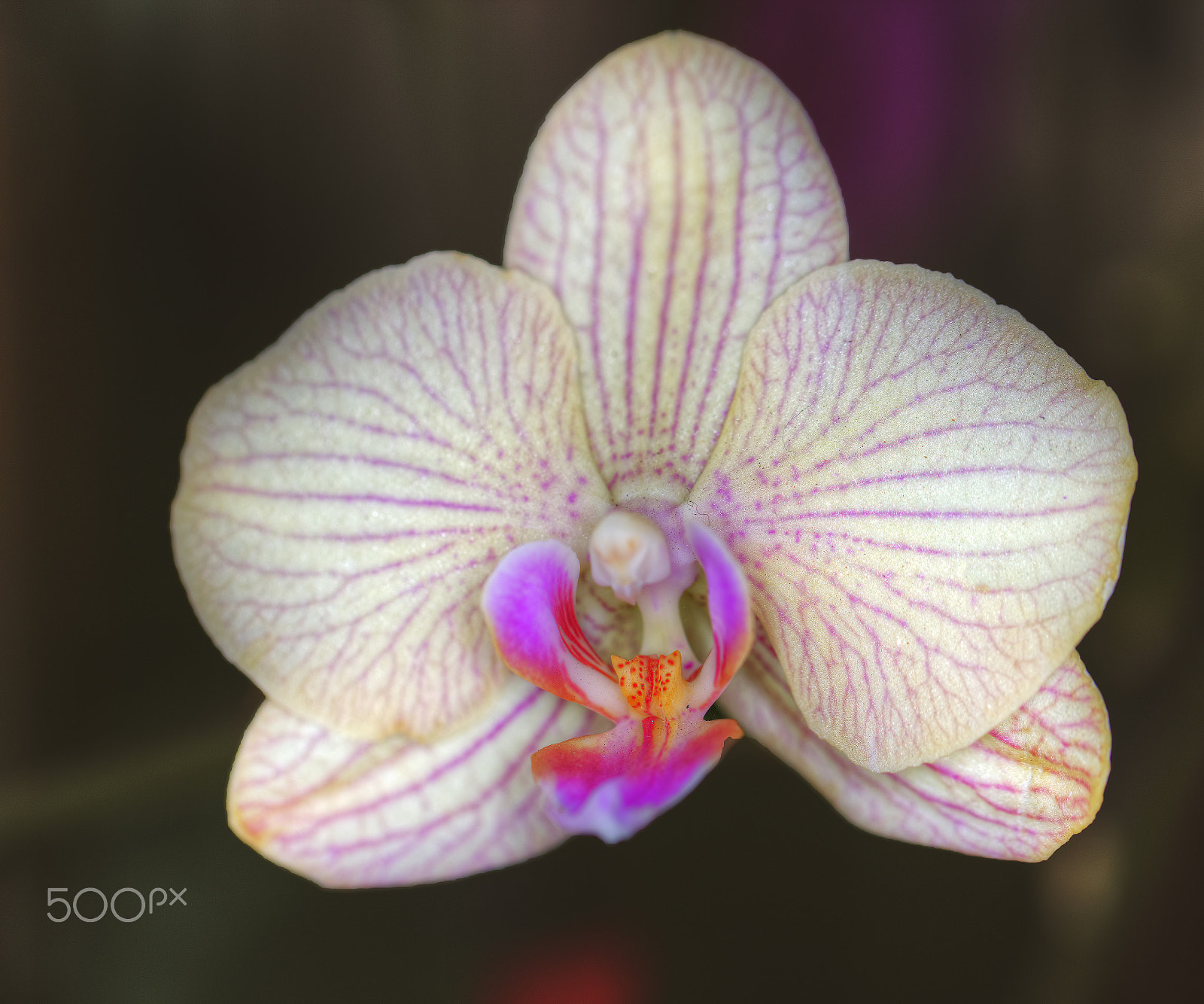 Canon EOS 5DS + Canon EF 100mm F2.8L Macro IS USM sample photo. Beautiful blooming orchid photography