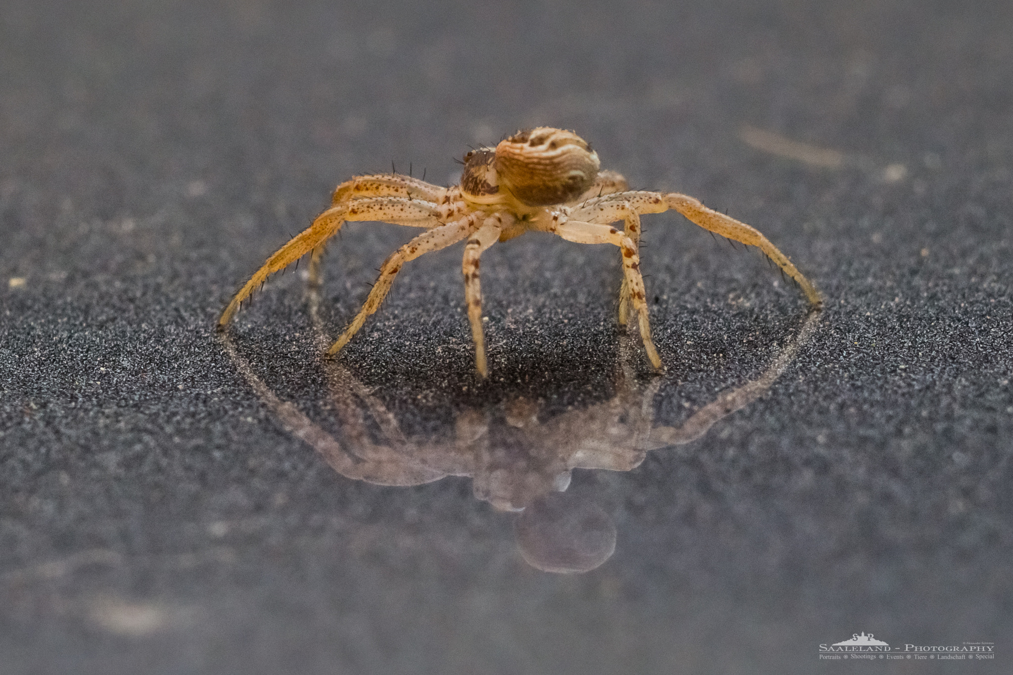 Tamron SP 35mm F1.8 Di VC USD sample photo. Jumping spider photography