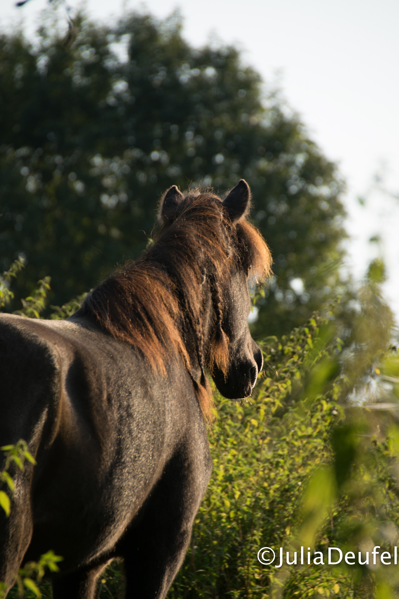 Nikon D5300 + Sigma 18-200mm F3.5-6.3 II DC OS HSM sample photo. Walk in the sun photography