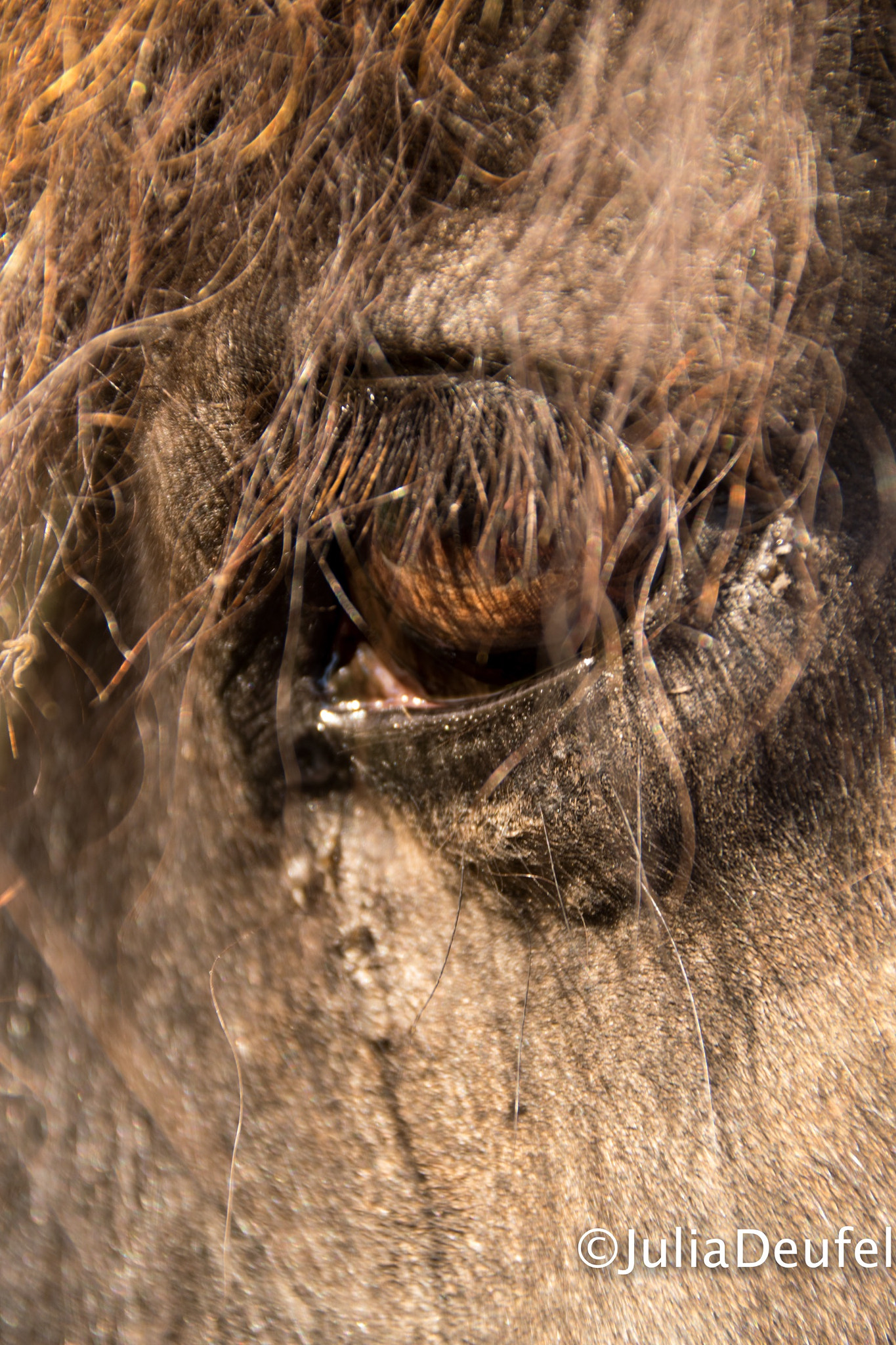 Sigma 18-200mm F3.5-6.3 II DC OS HSM sample photo. Wonderful eyes photography