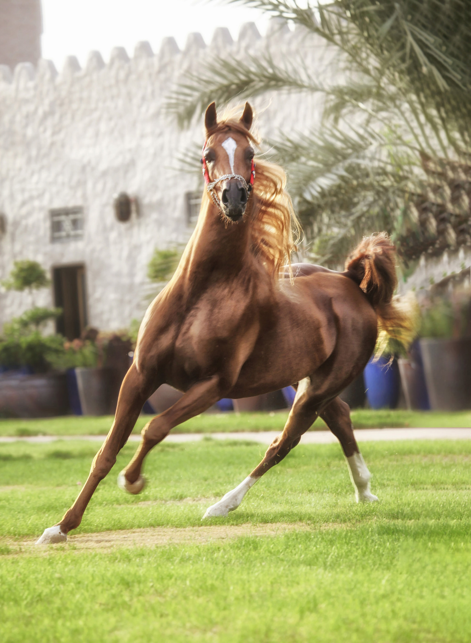 Canon EF 100-400mm F4.5-5.6L IS USM sample photo. Dancing horse photography