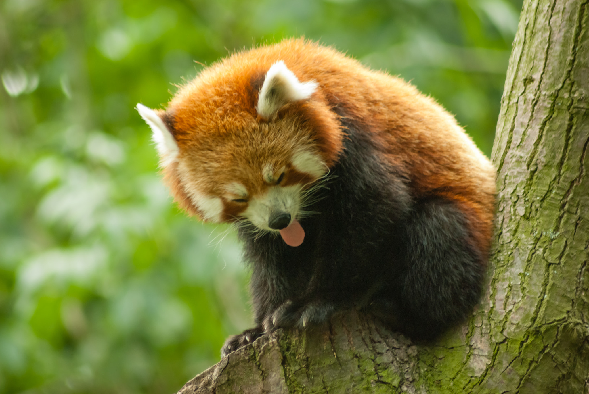 Tamron AF 70-300mm F4-5.6 Di LD Macro sample photo. Licking red panda photography