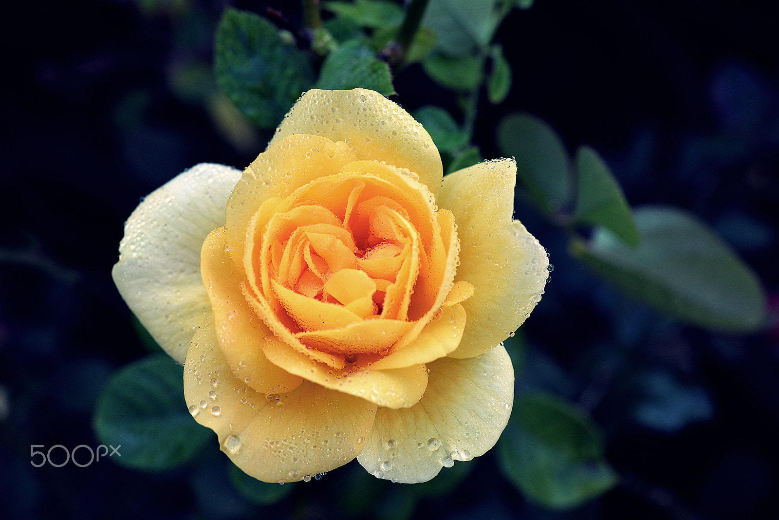 Nikon AF-S Micro-Nikkor 60mm F2.8G ED sample photo. Glow... photography