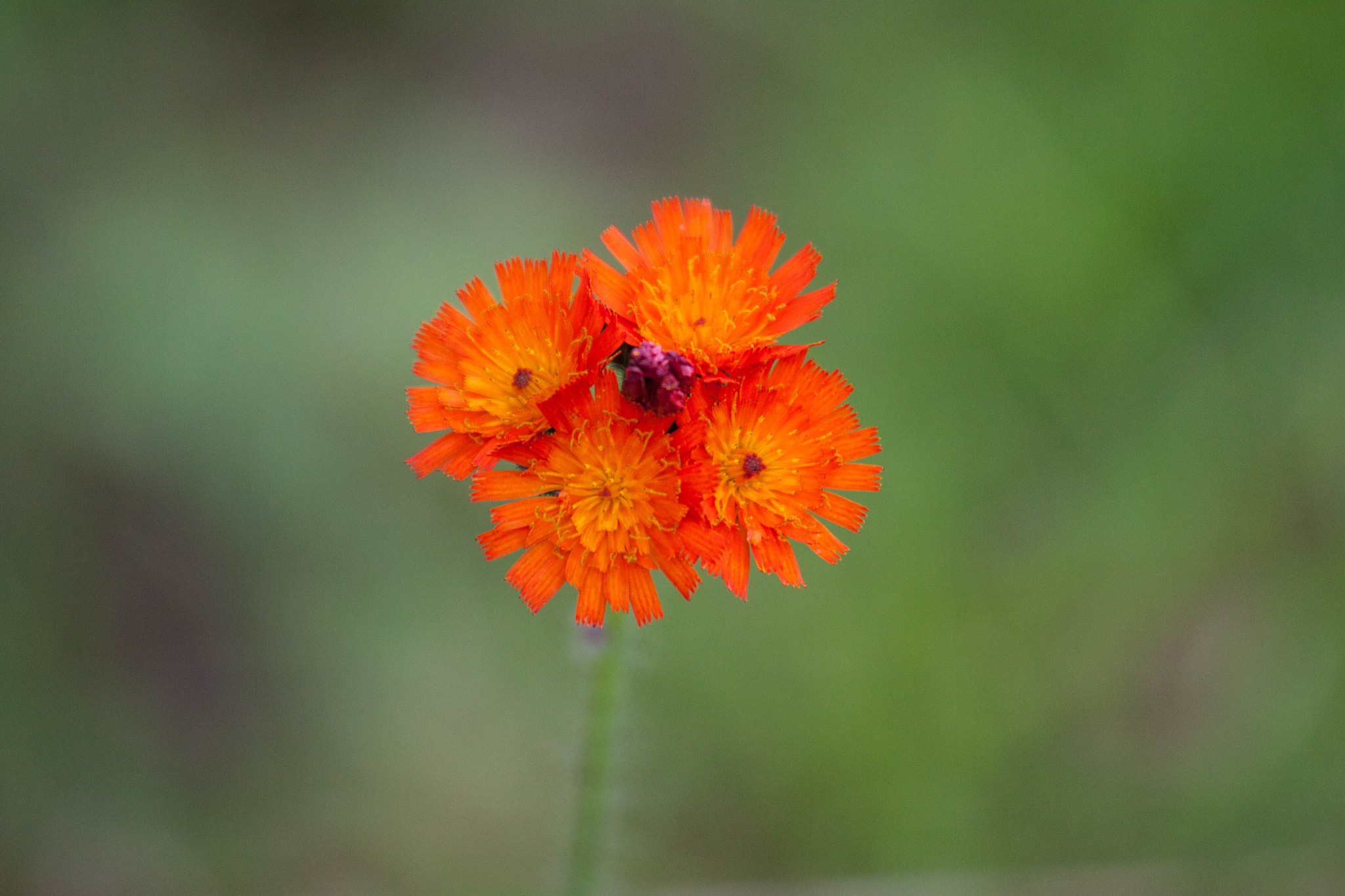 Canon EOS 50D sample photo. Orange is the new black photography