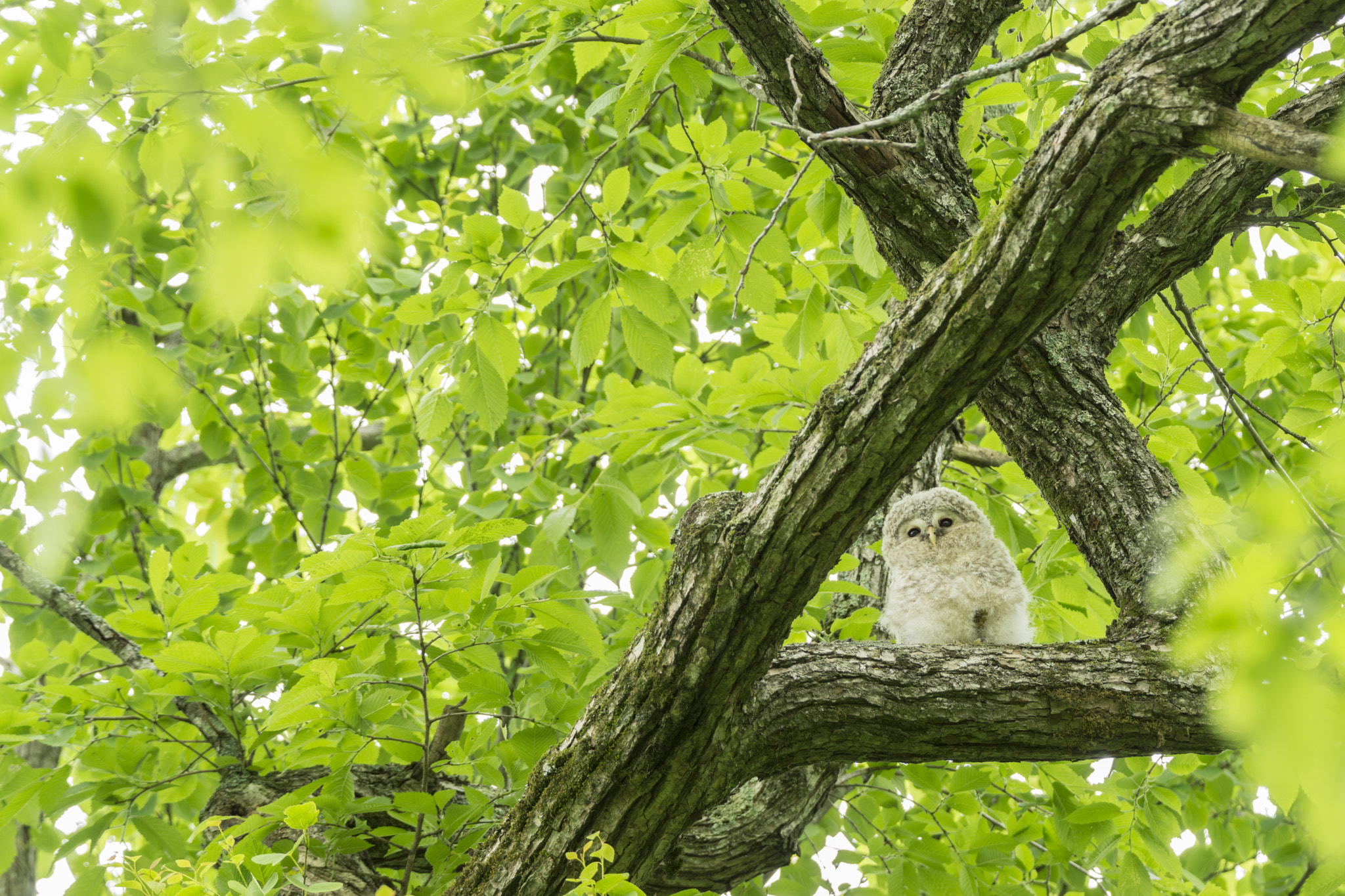 Sony a6000 + Tamron SP 150-600mm F5-6.3 Di VC USD sample photo. Baby owl photography